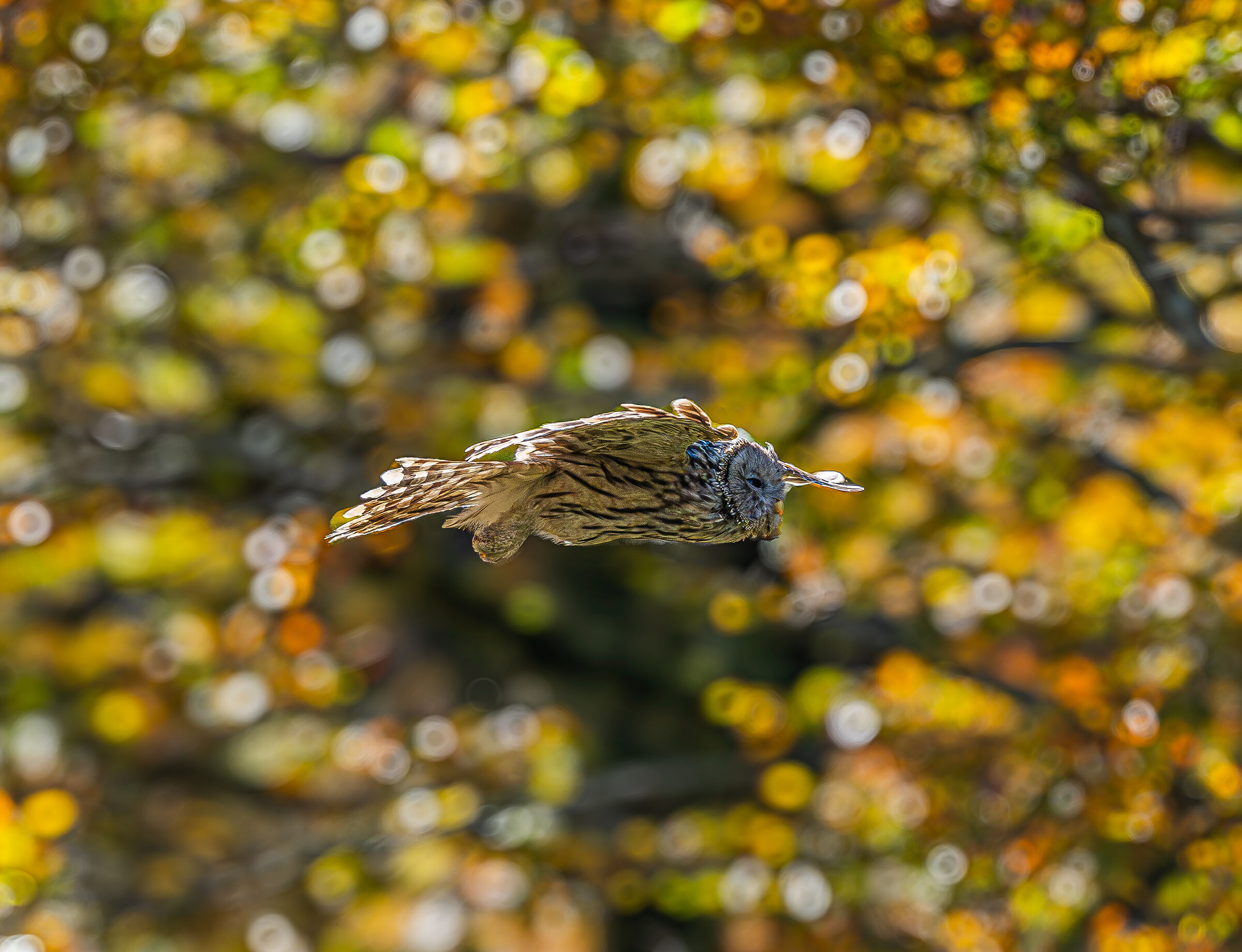 The Ural Owl