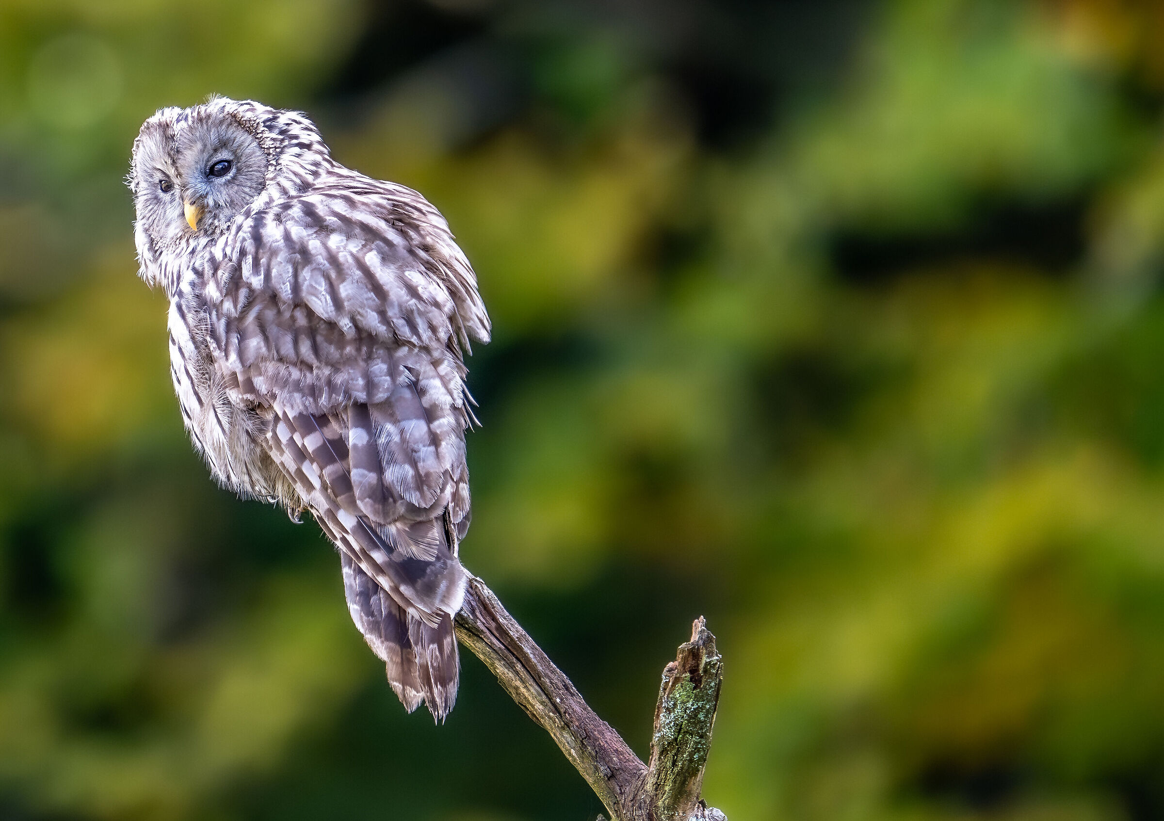 The Ural Owl