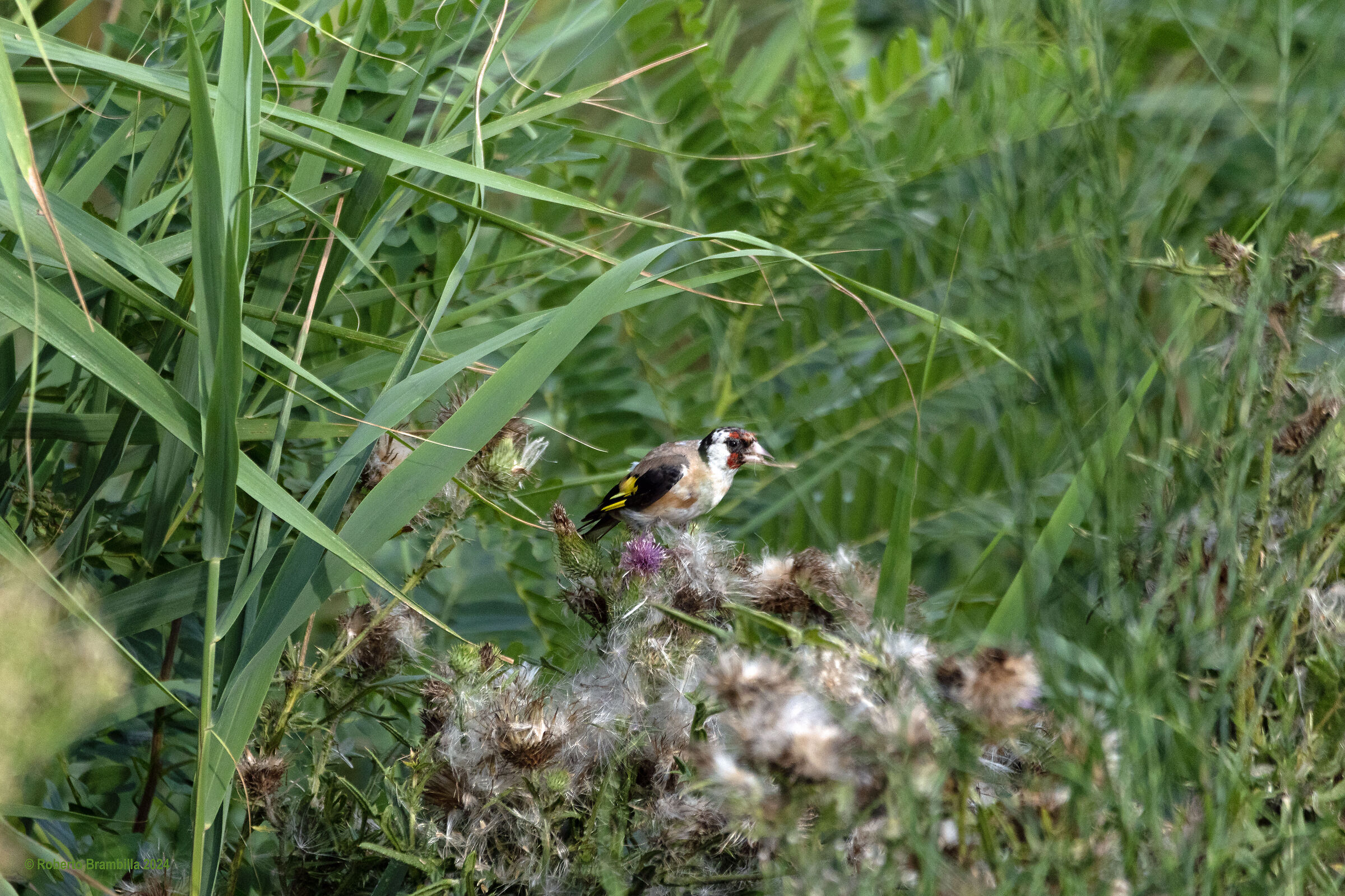 Cardellino