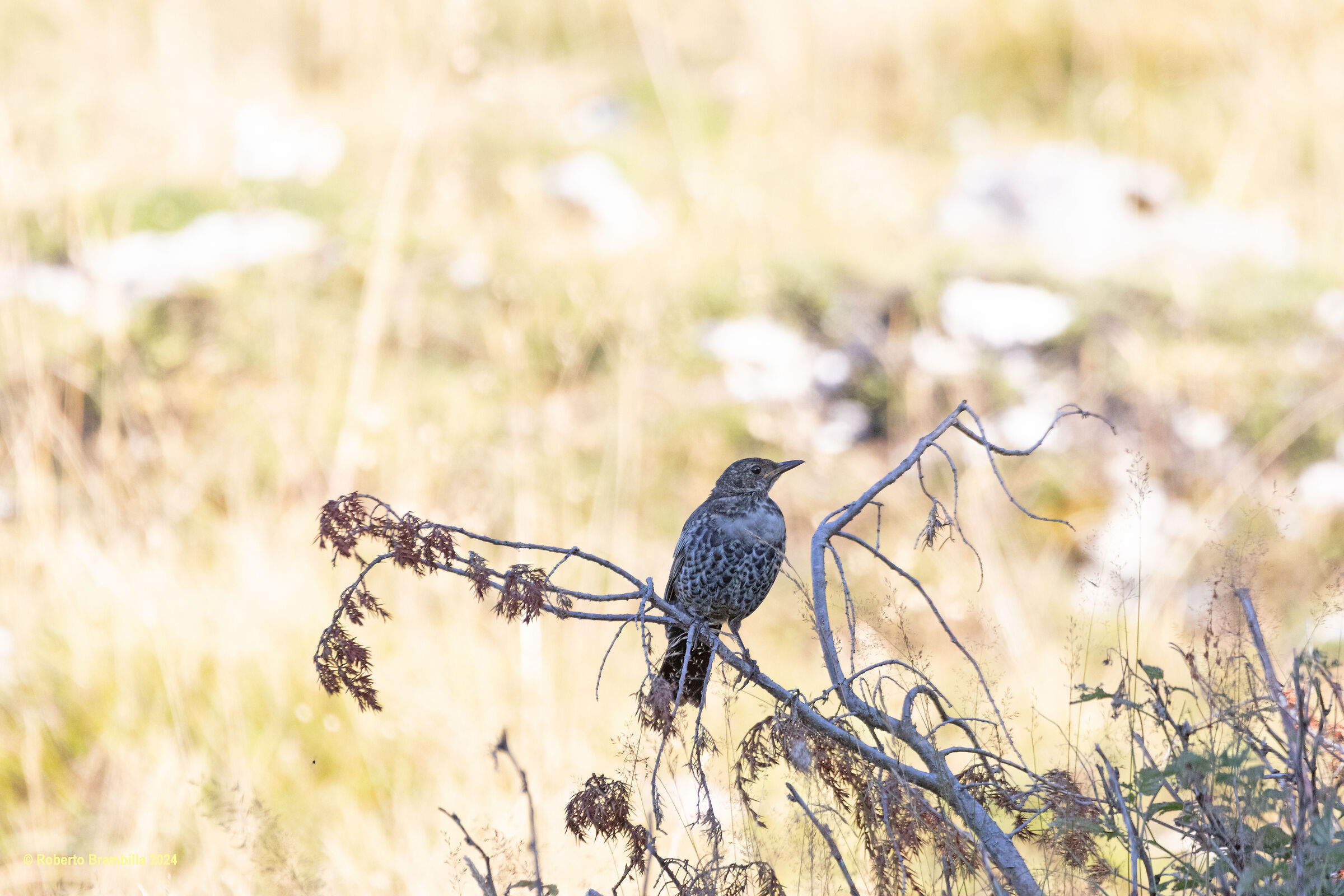 Collared Blackbird