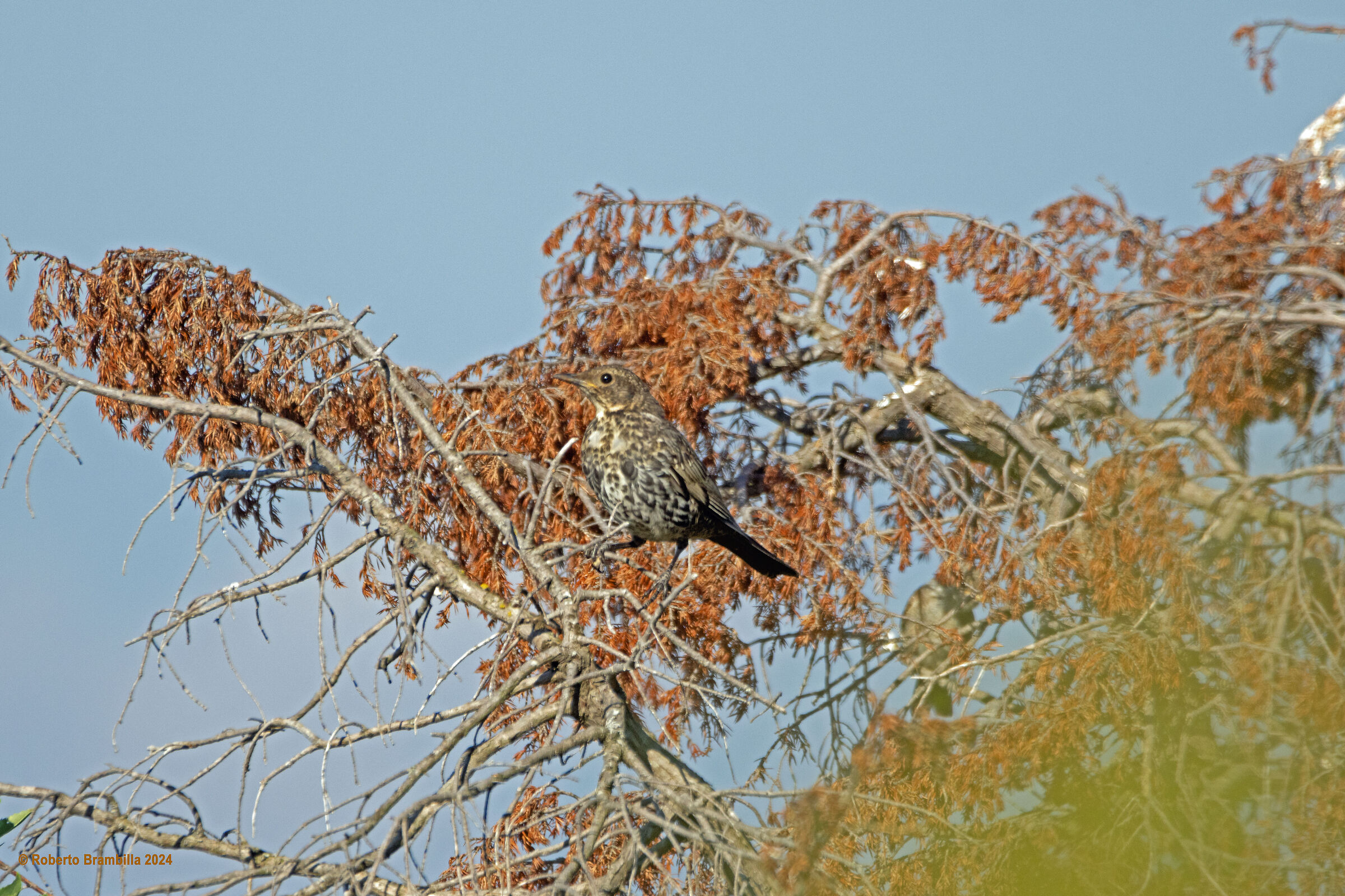 Collared Blackbird
