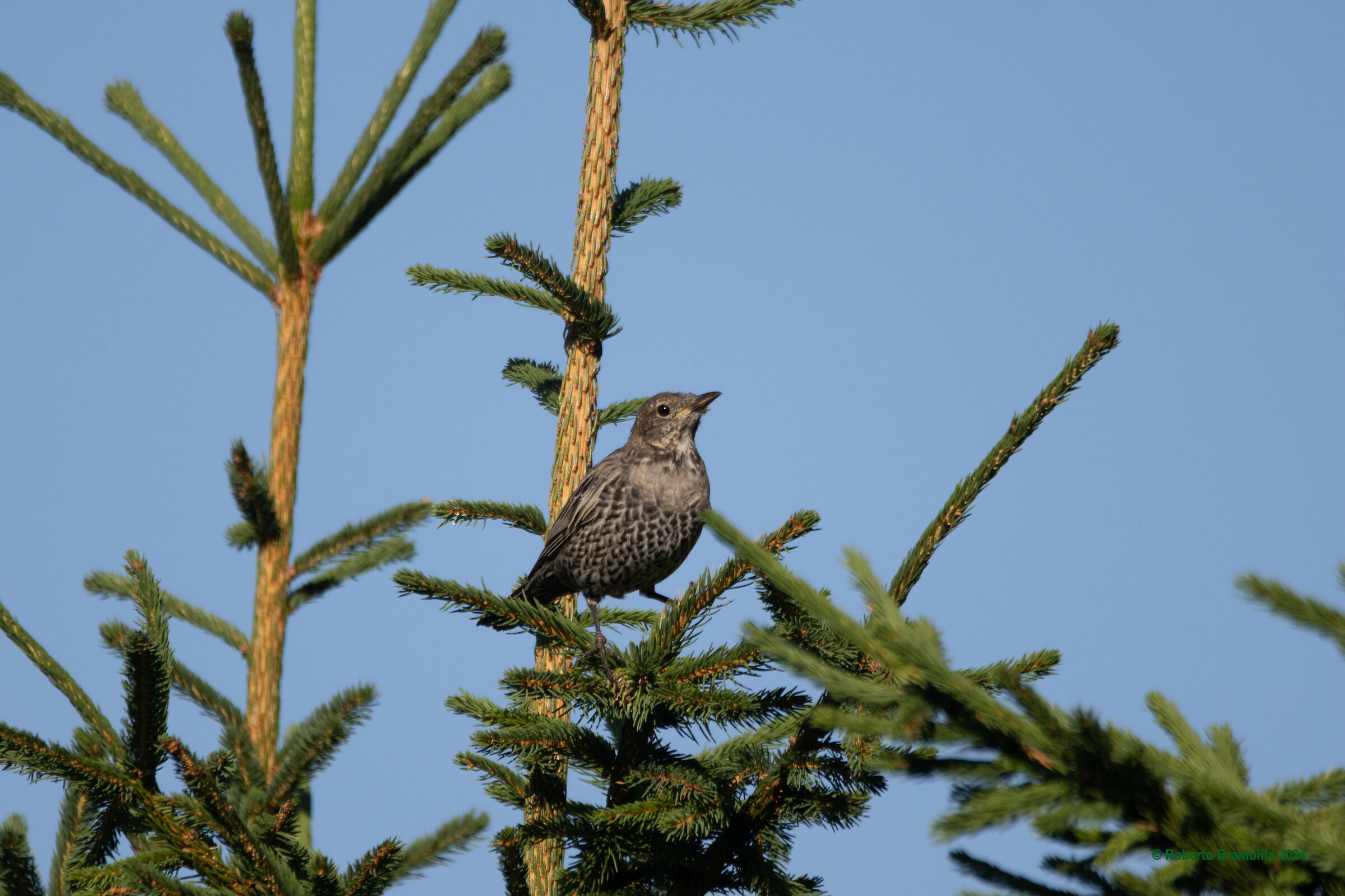 Collared Blackbird