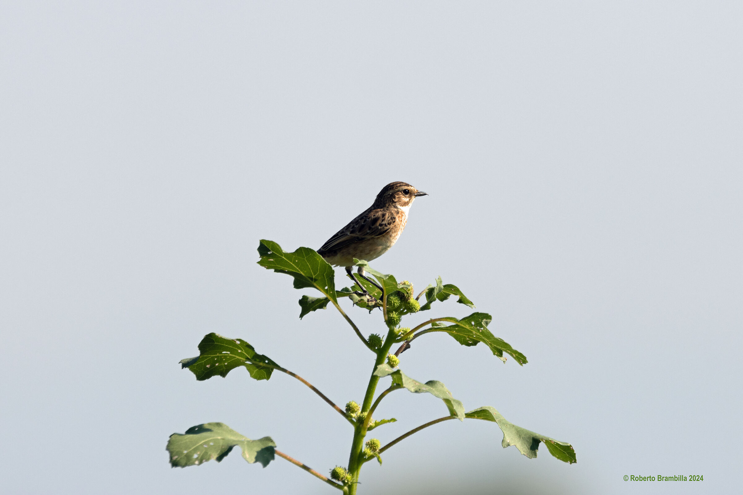 Stiaccino