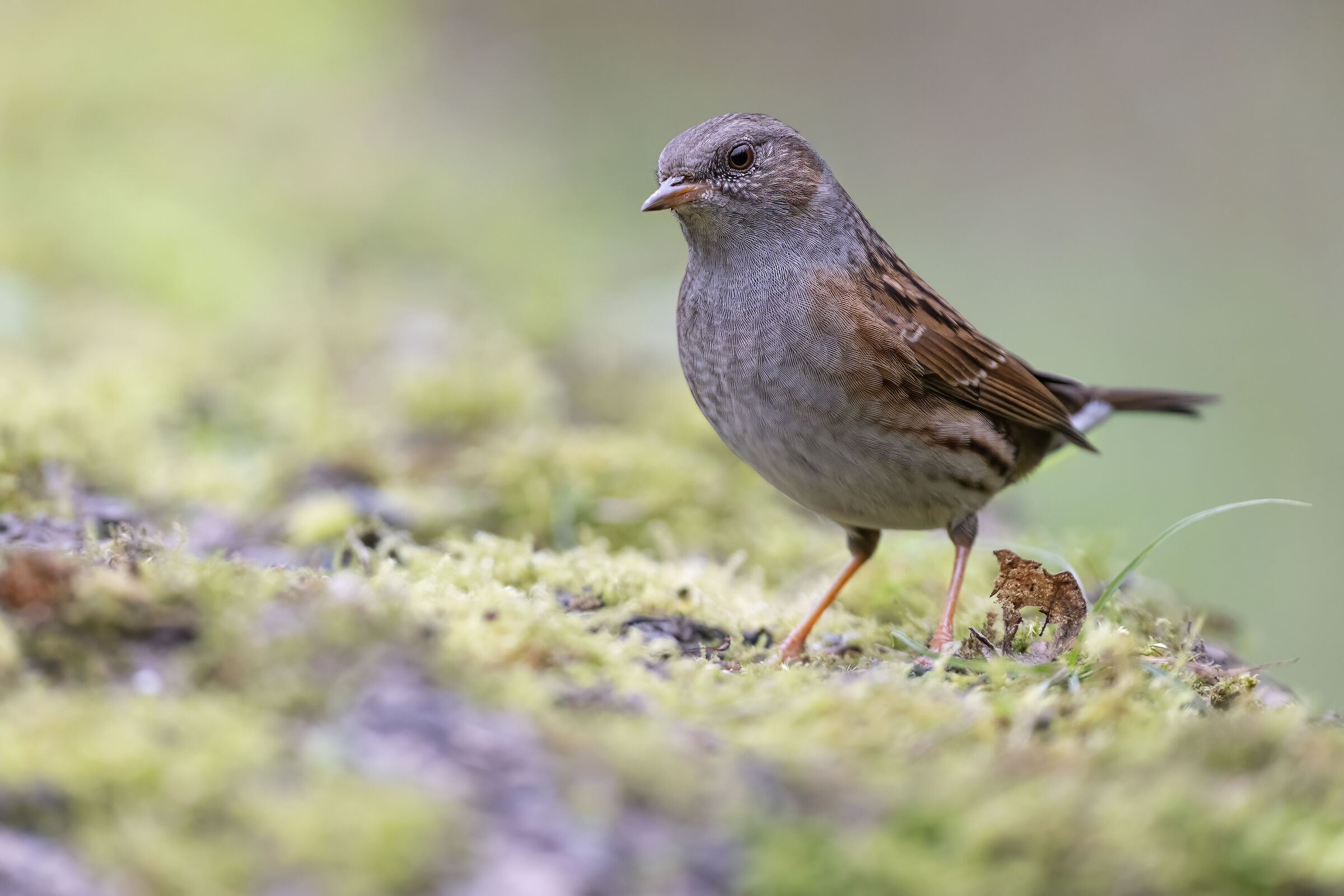 Dunnock