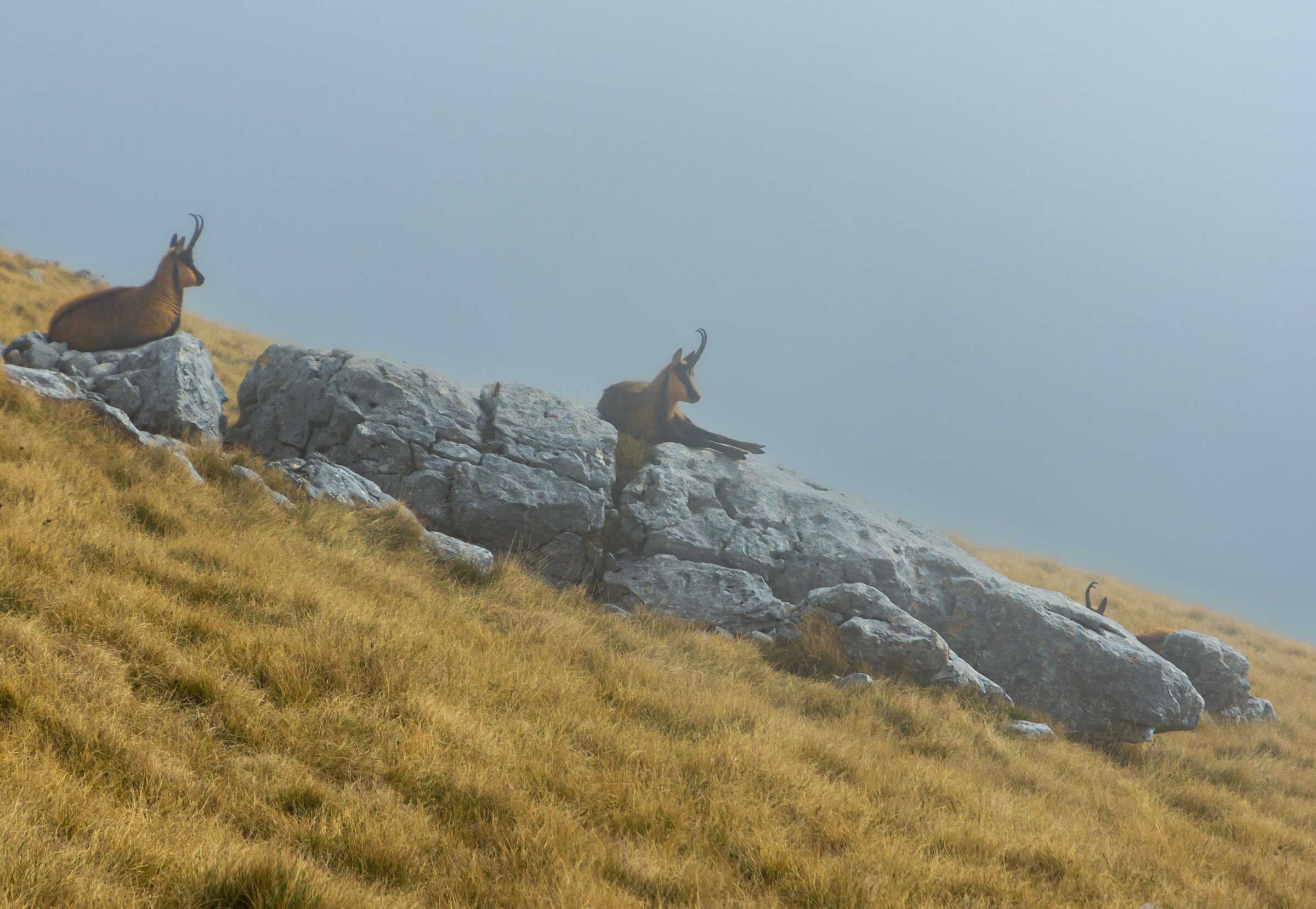 Camosci delle Mainarde