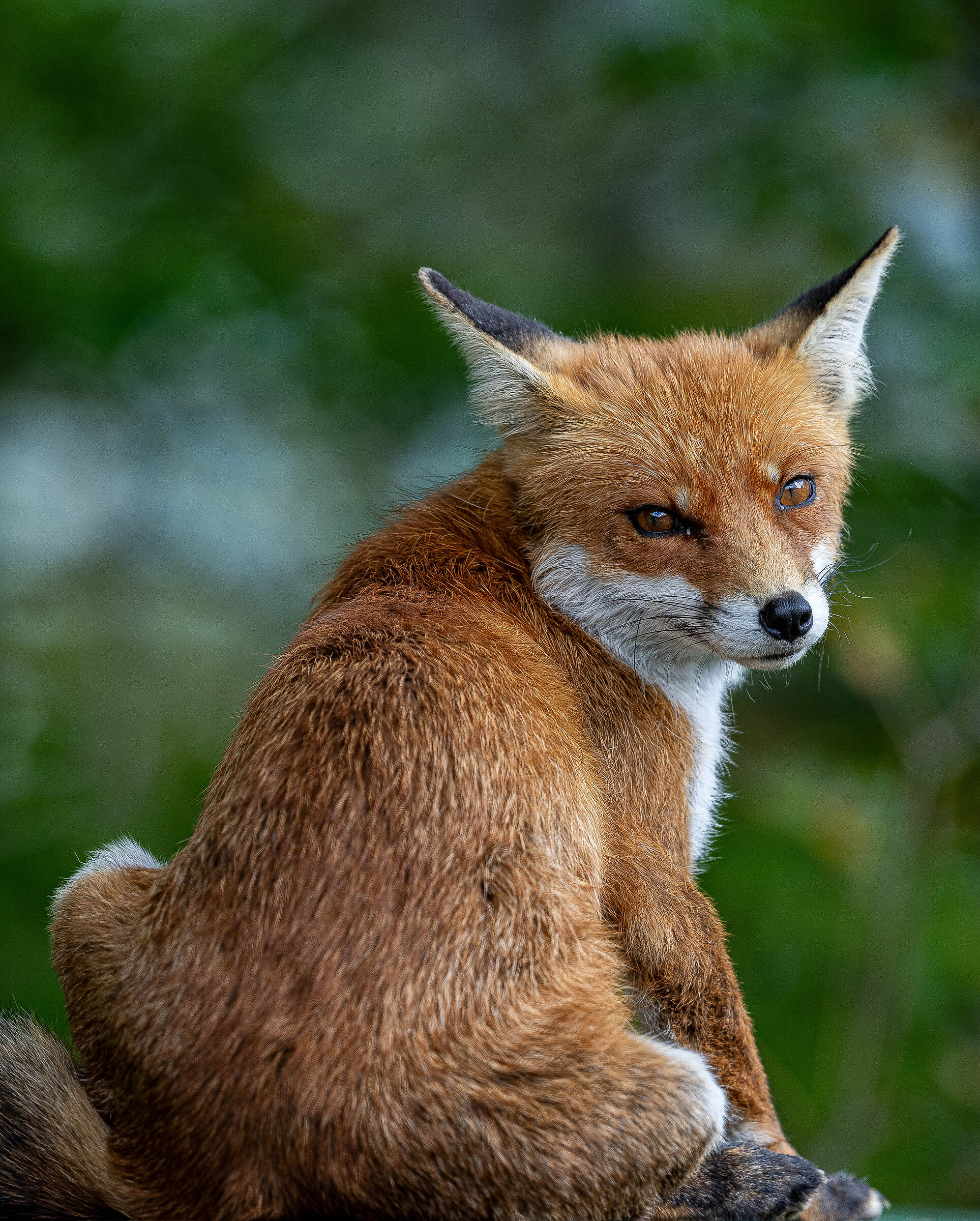 The fox