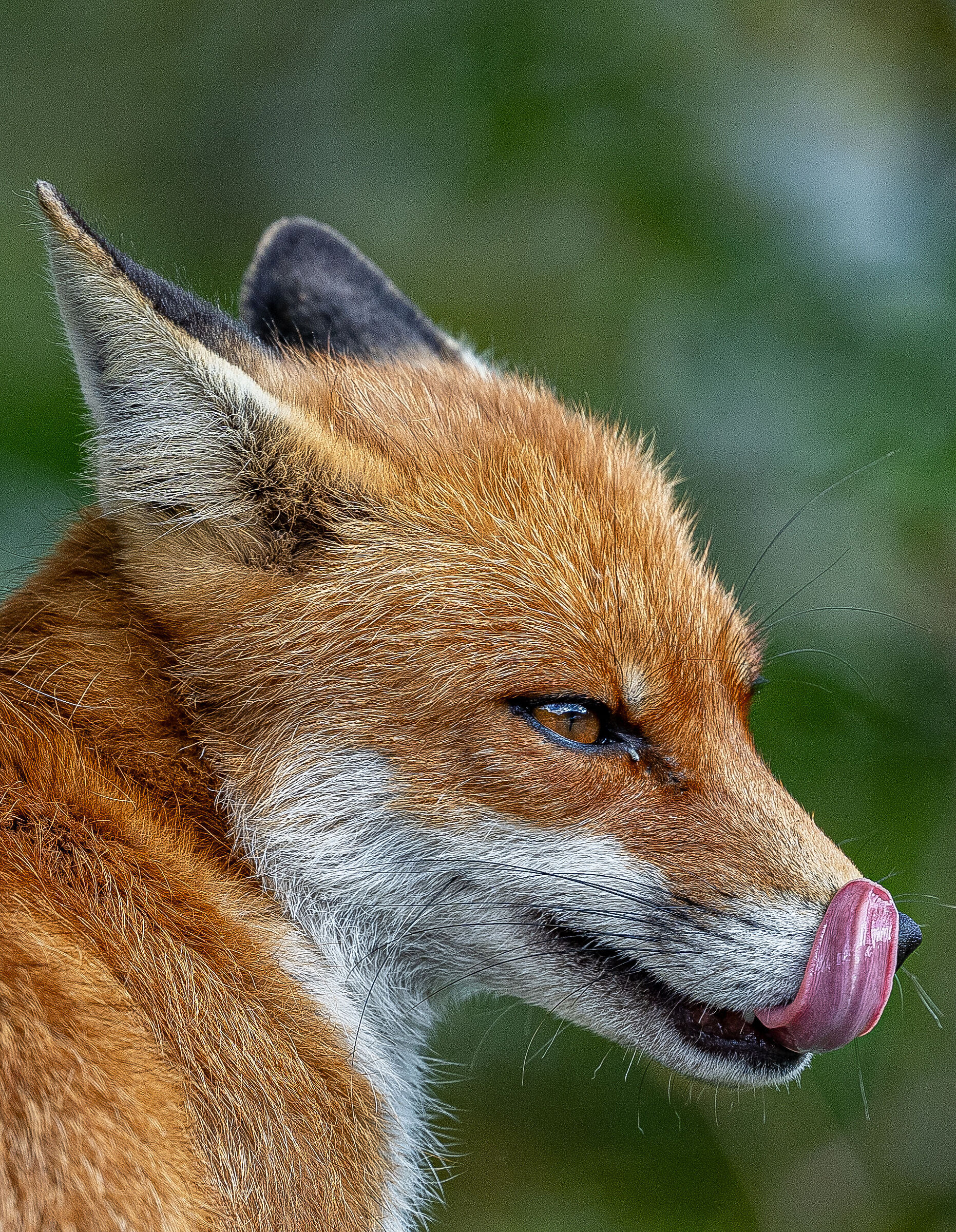 The fox