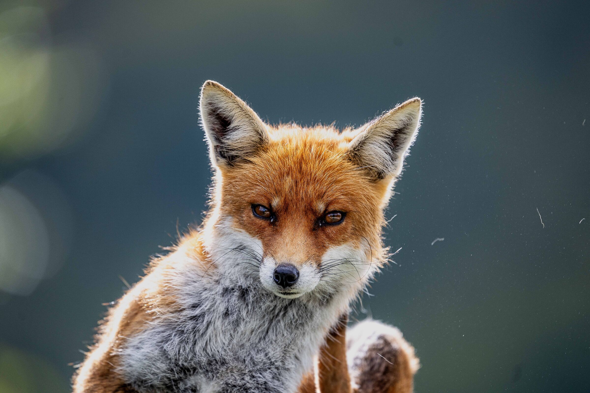 The fox