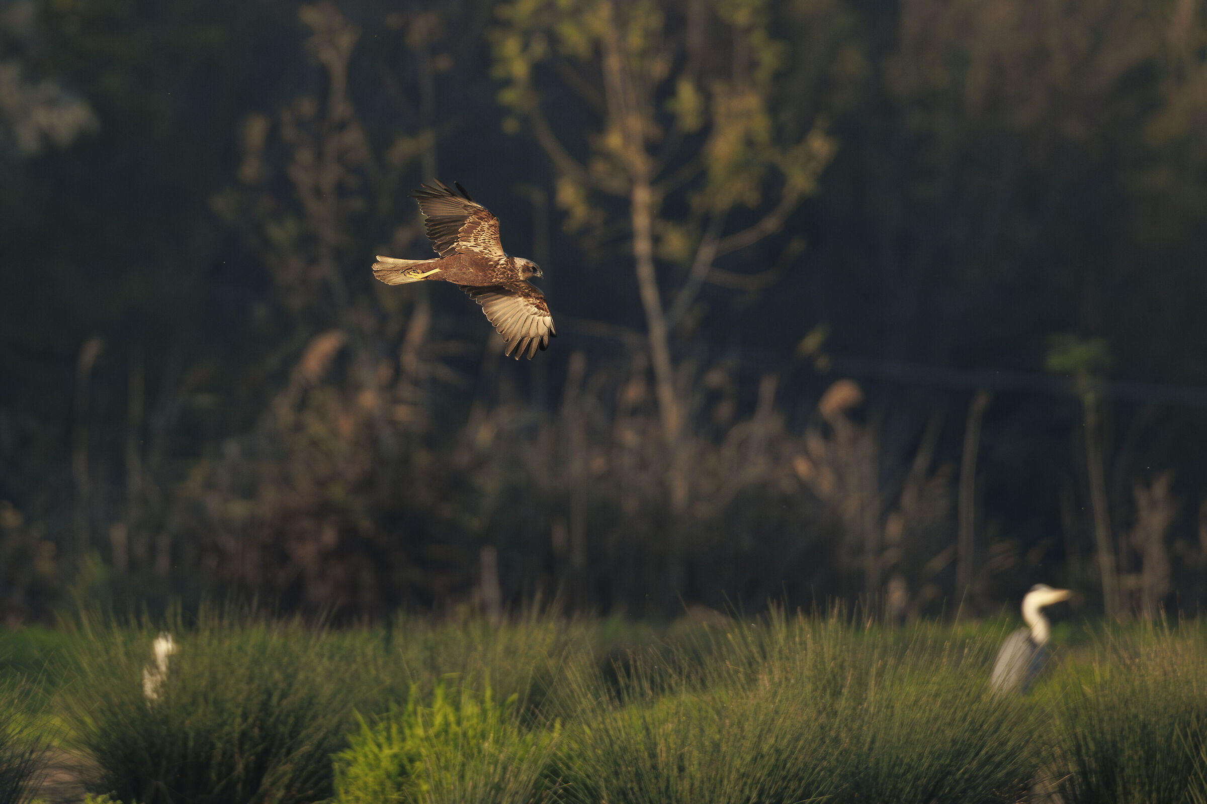 Falco di palude