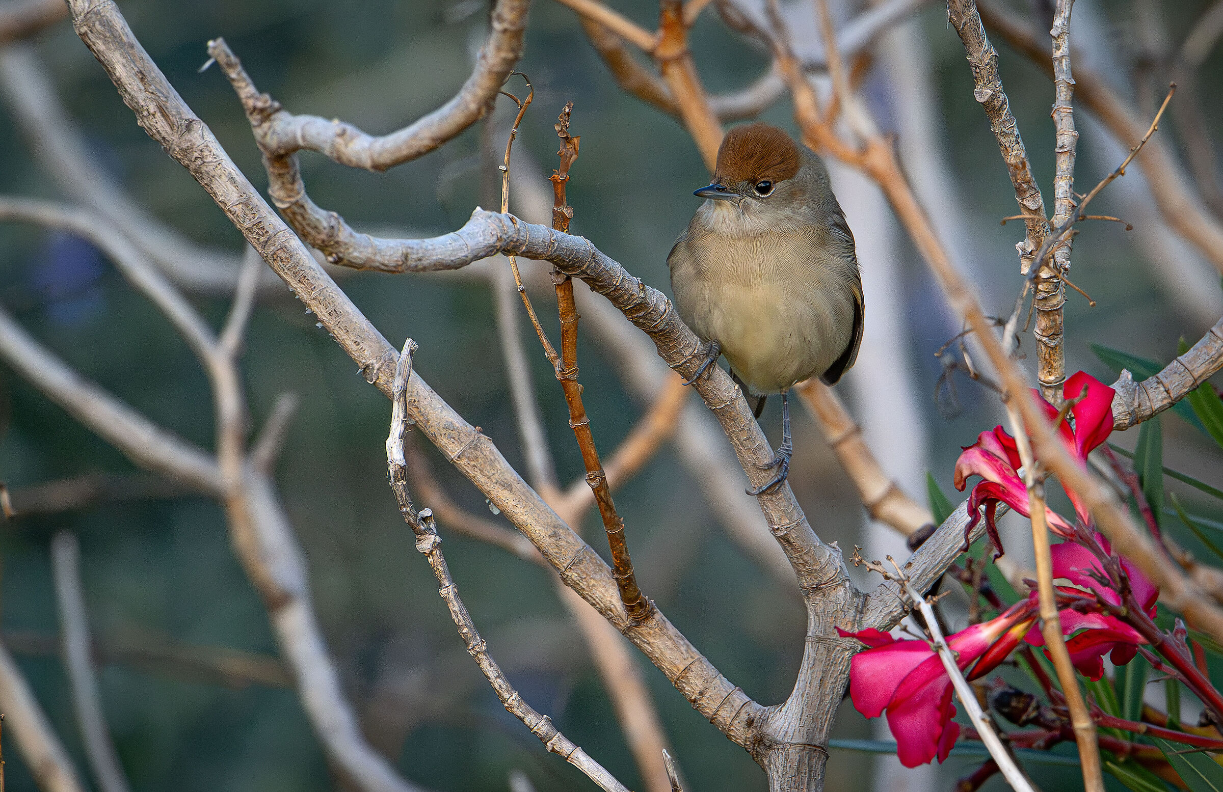 Female Blackcap