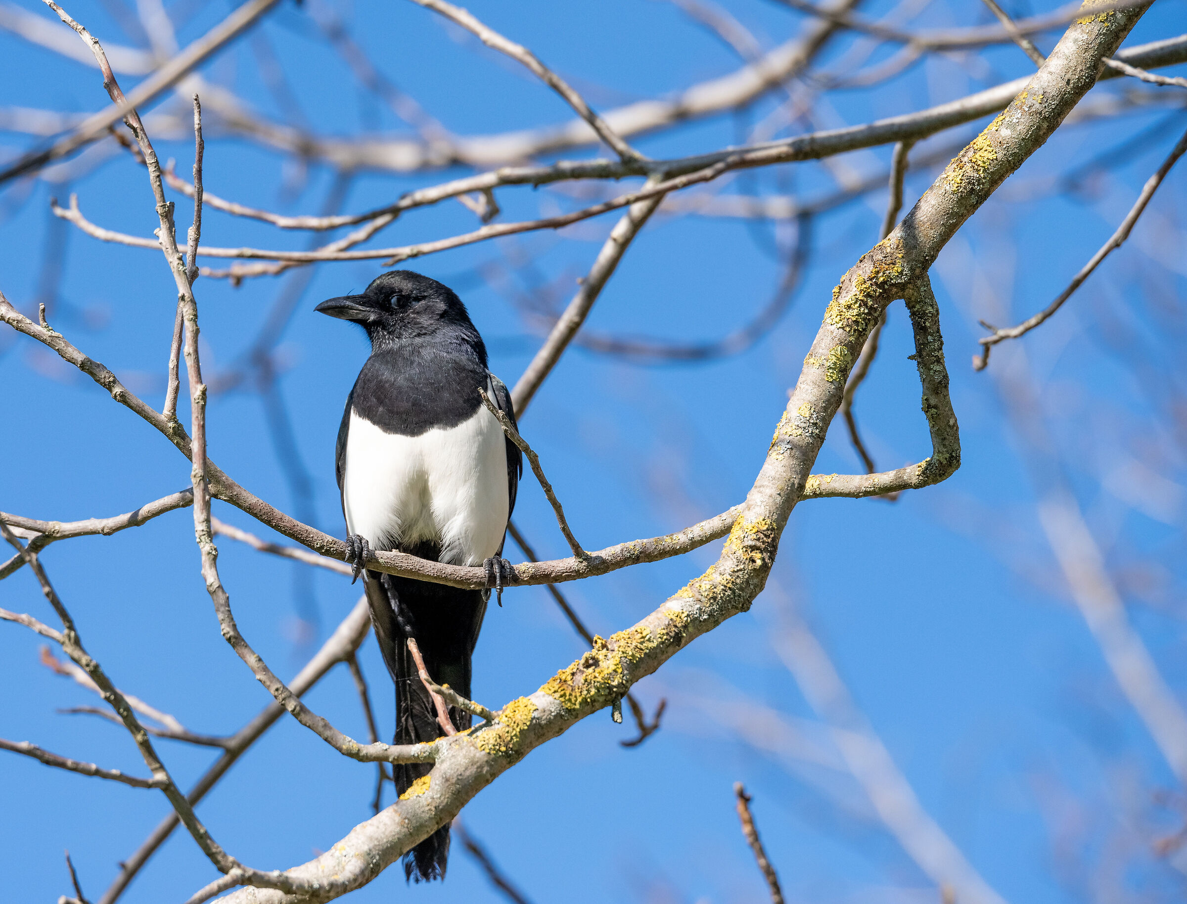 The Magpie "Bubulina"