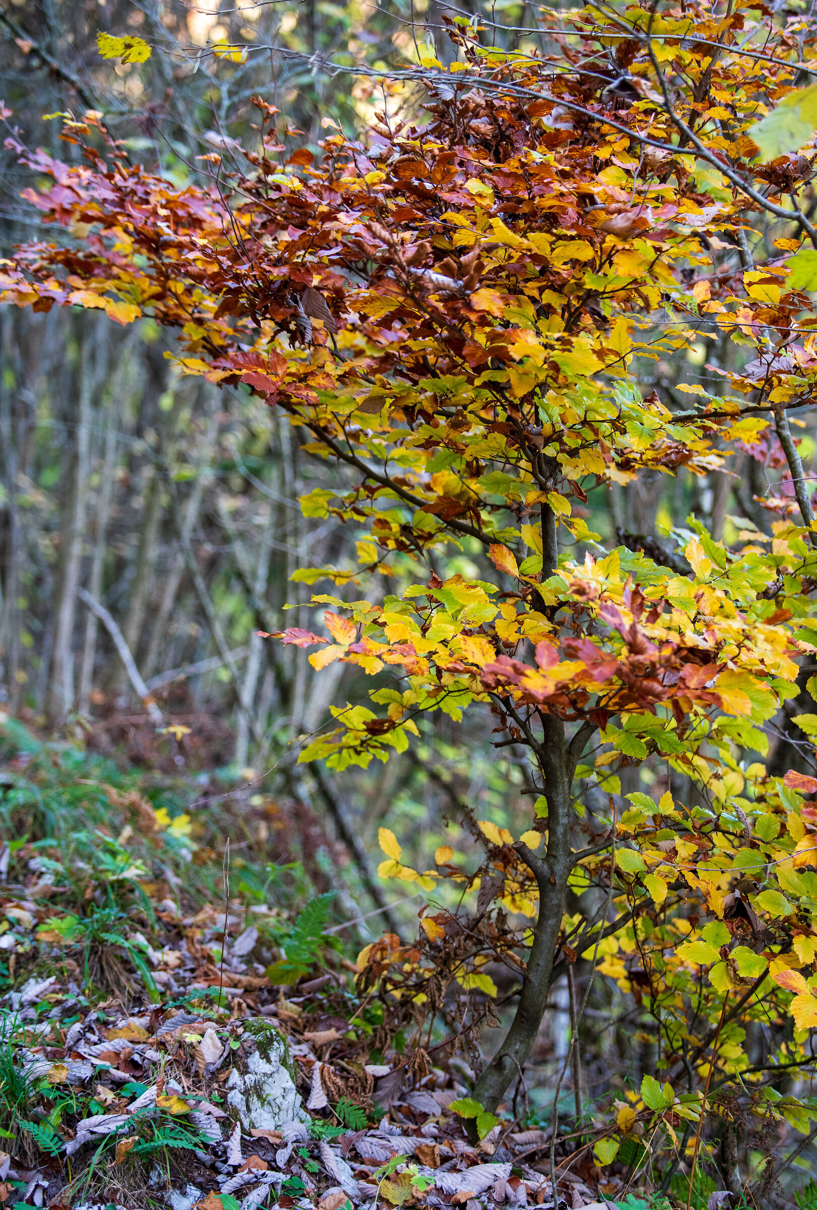 Piccoli Faggi crescono
