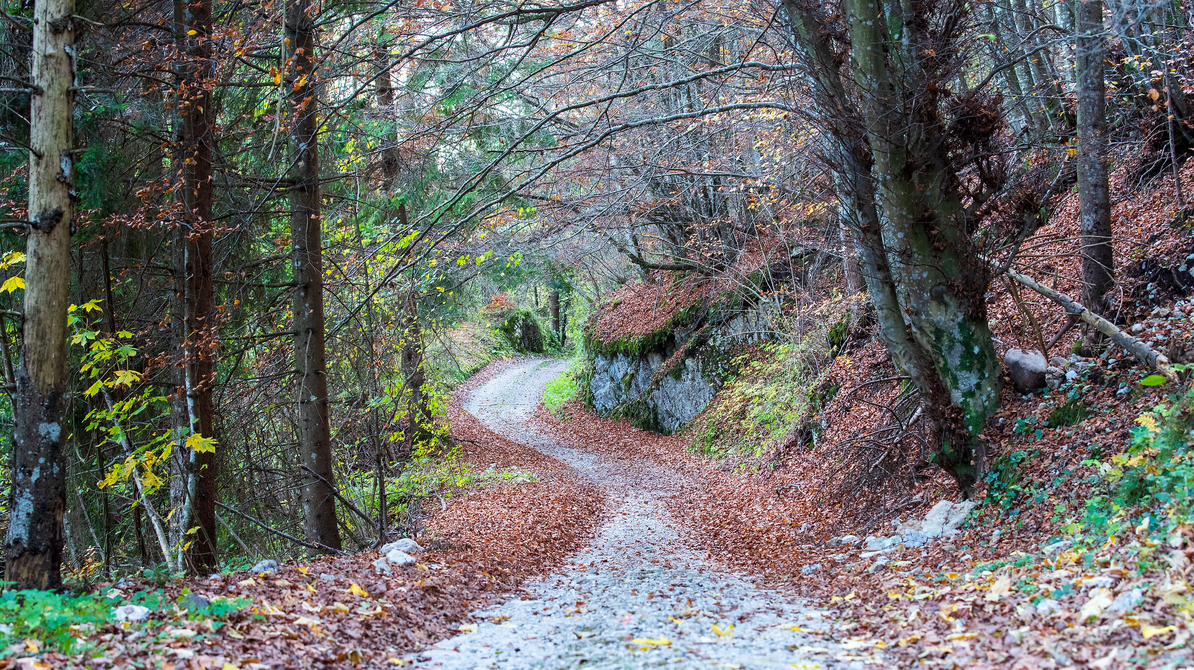 Road among the Beech Trees