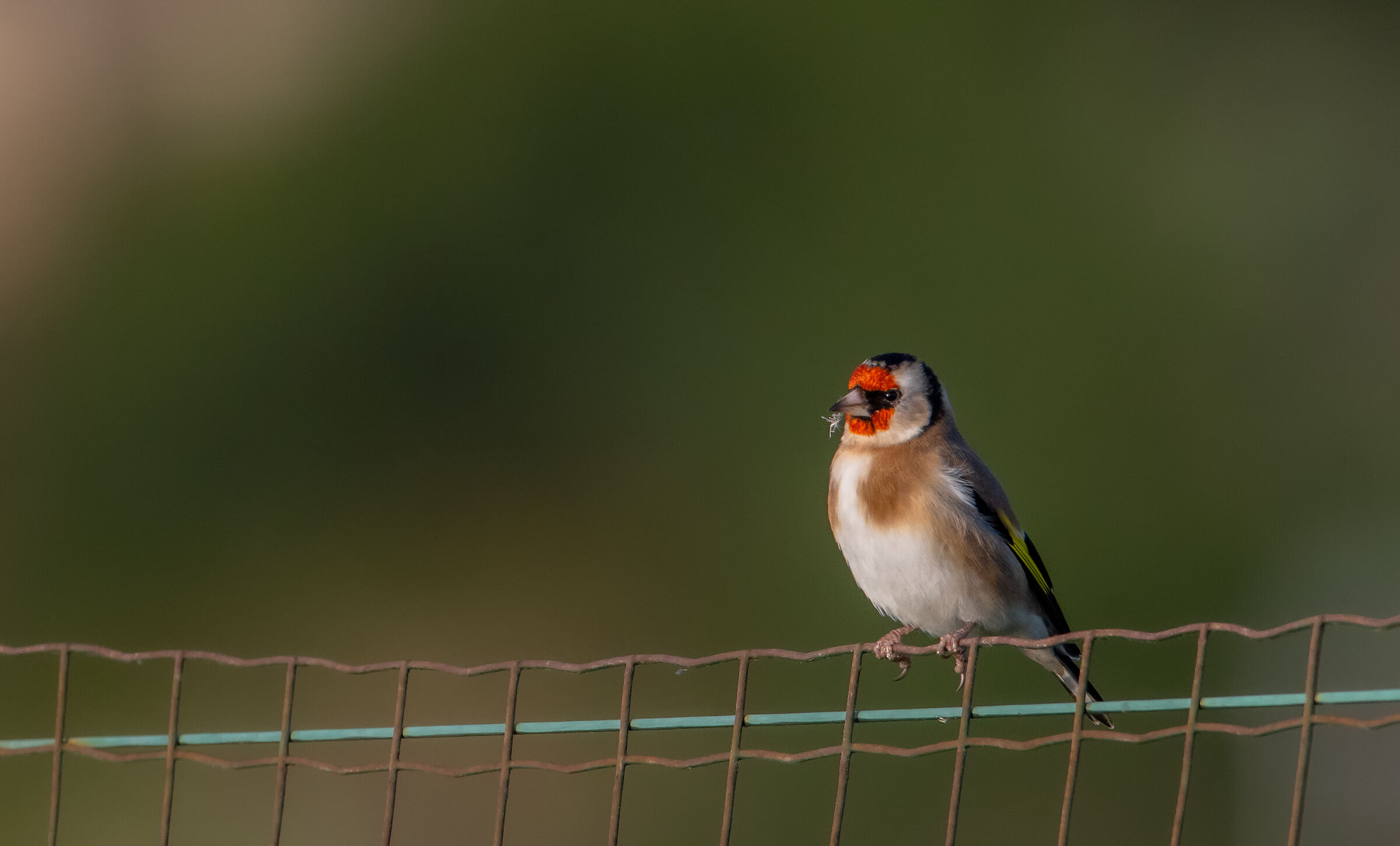 Goldfinch