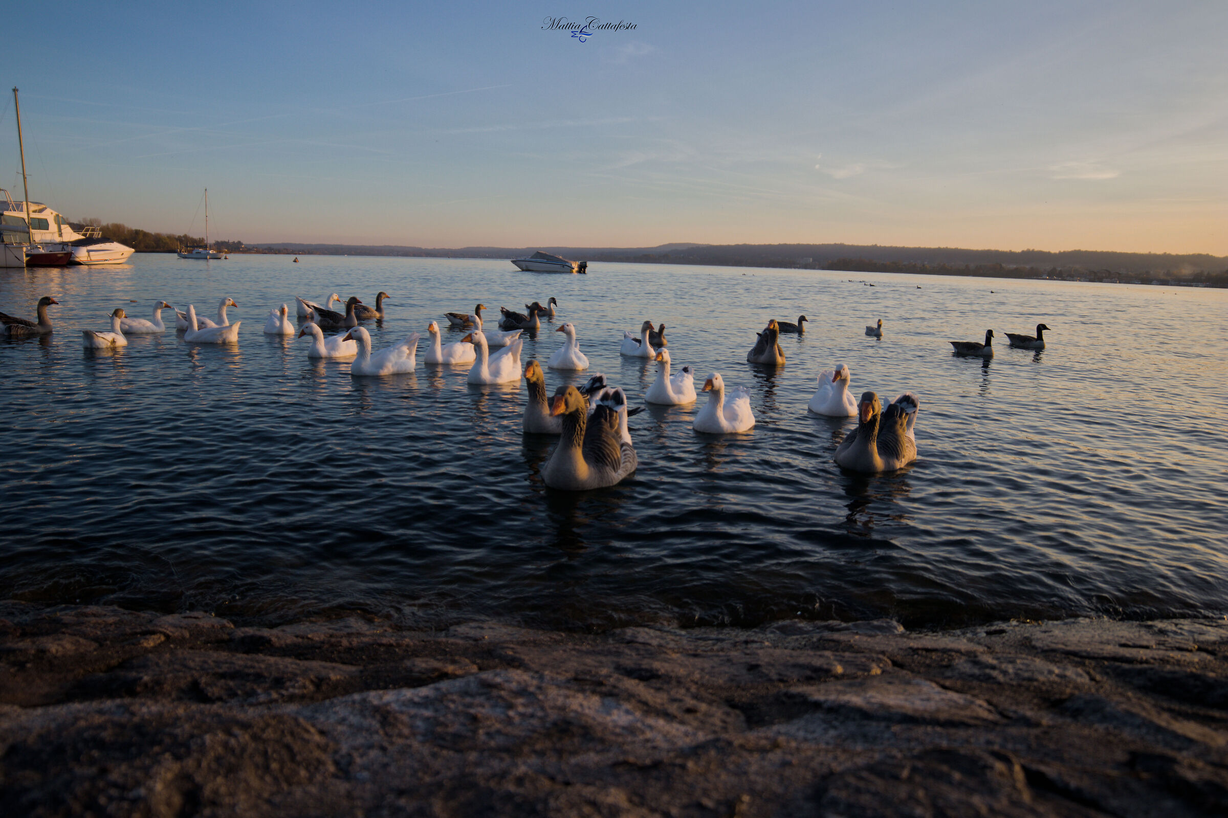 The sunset of the living geese