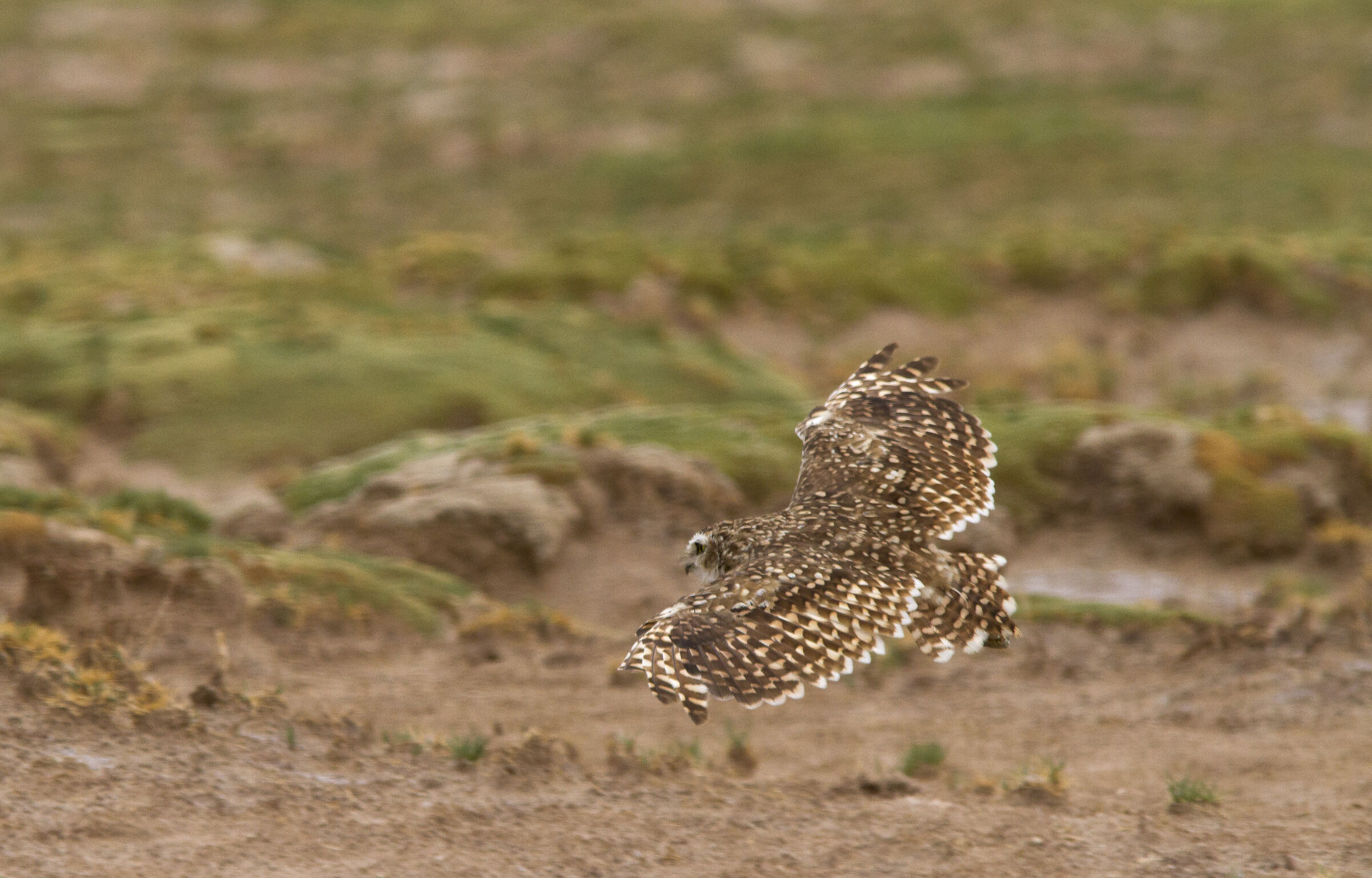 Owl of the Dens (Atacama, Argentina)