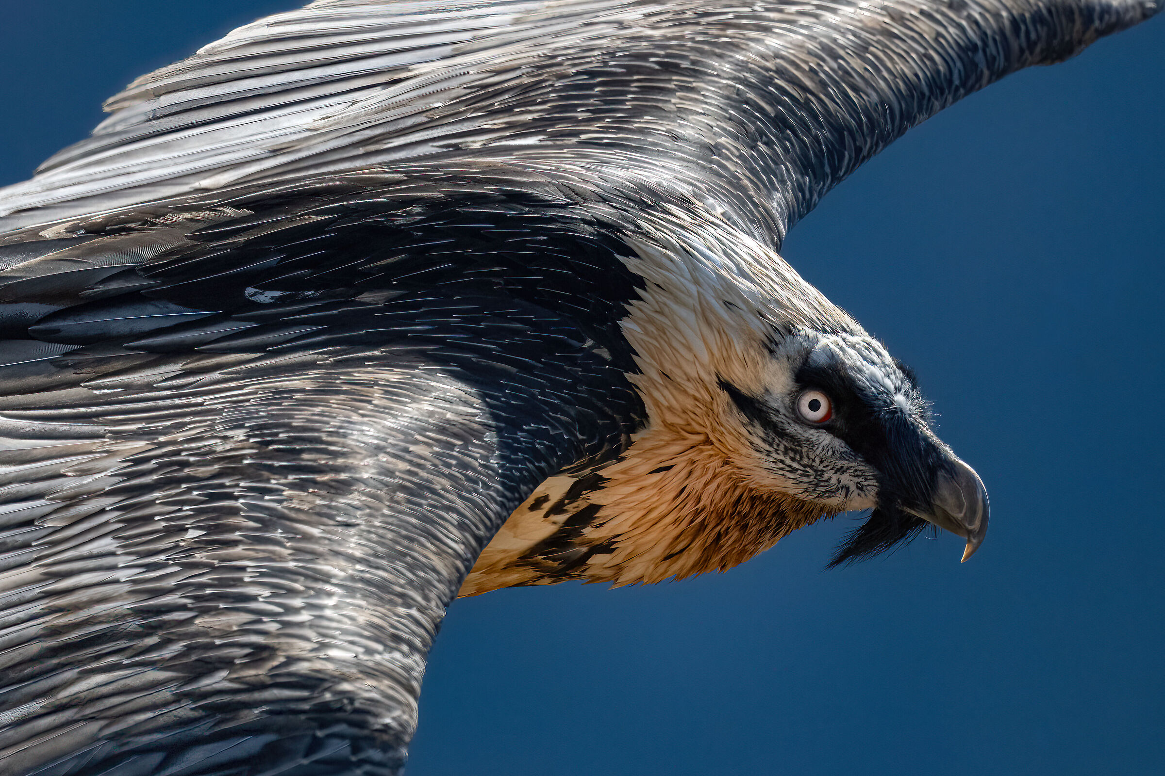 Gypaetus barbatus - Gran Paradiso National Park