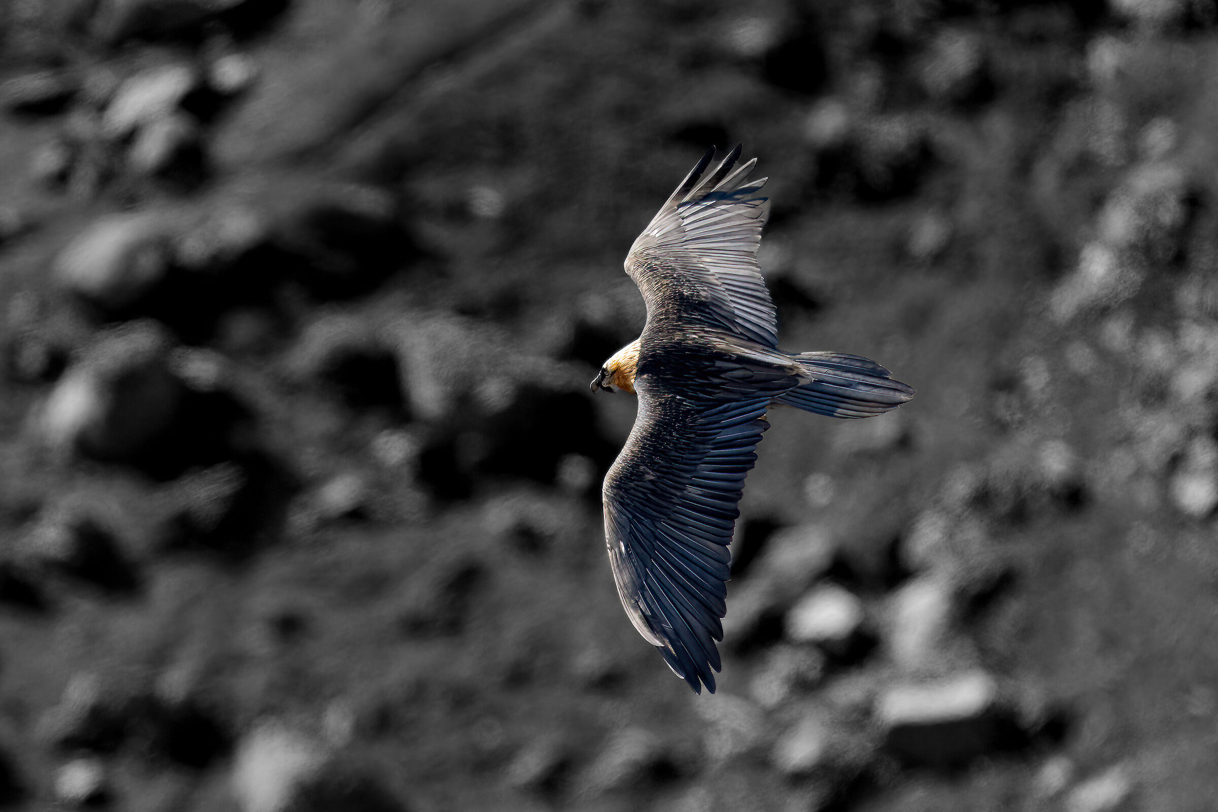 Gypaetus barbatus - Gran Paradiso National Park