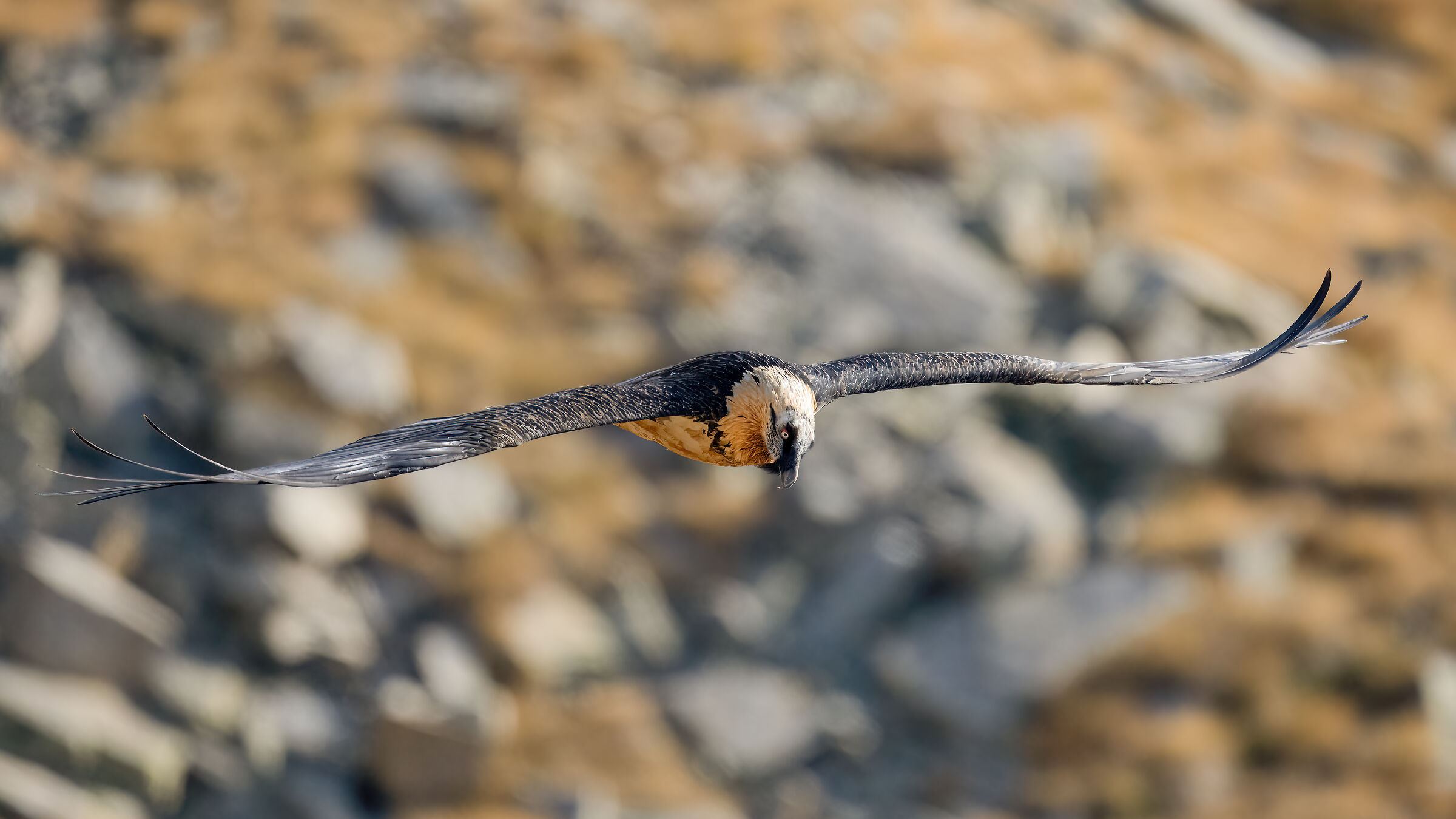 Gypaetus barbatus - Gran Paradiso National Park