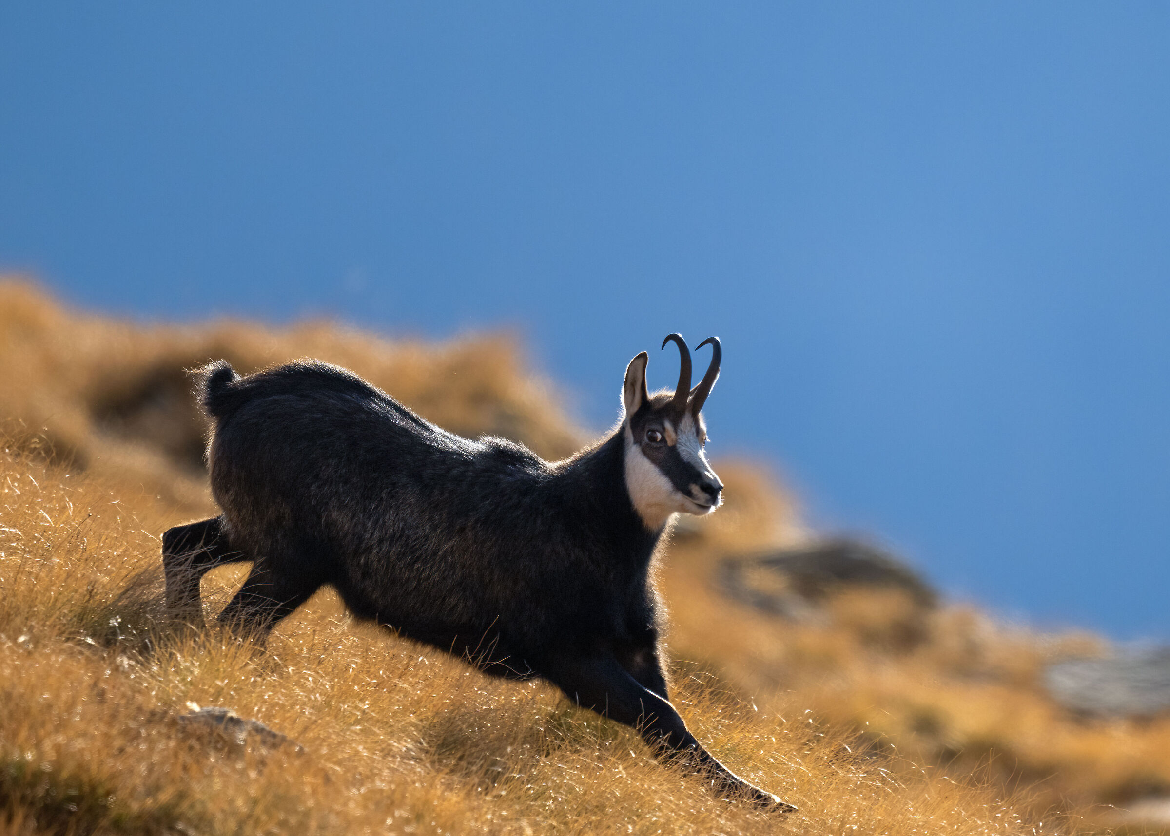 Chamois - Gran Paradiso National Park