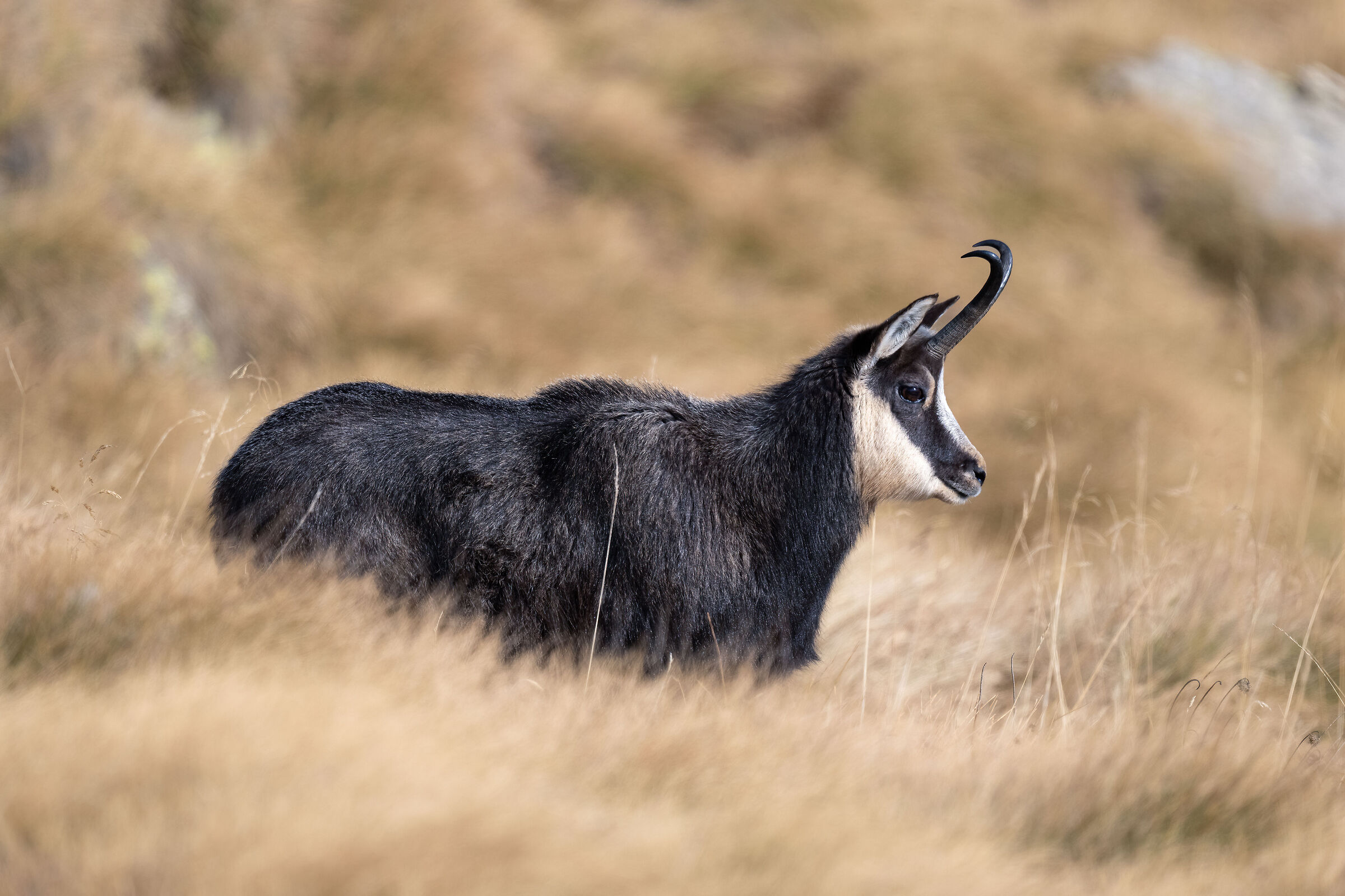 Chamois - Gran Paradiso National Park