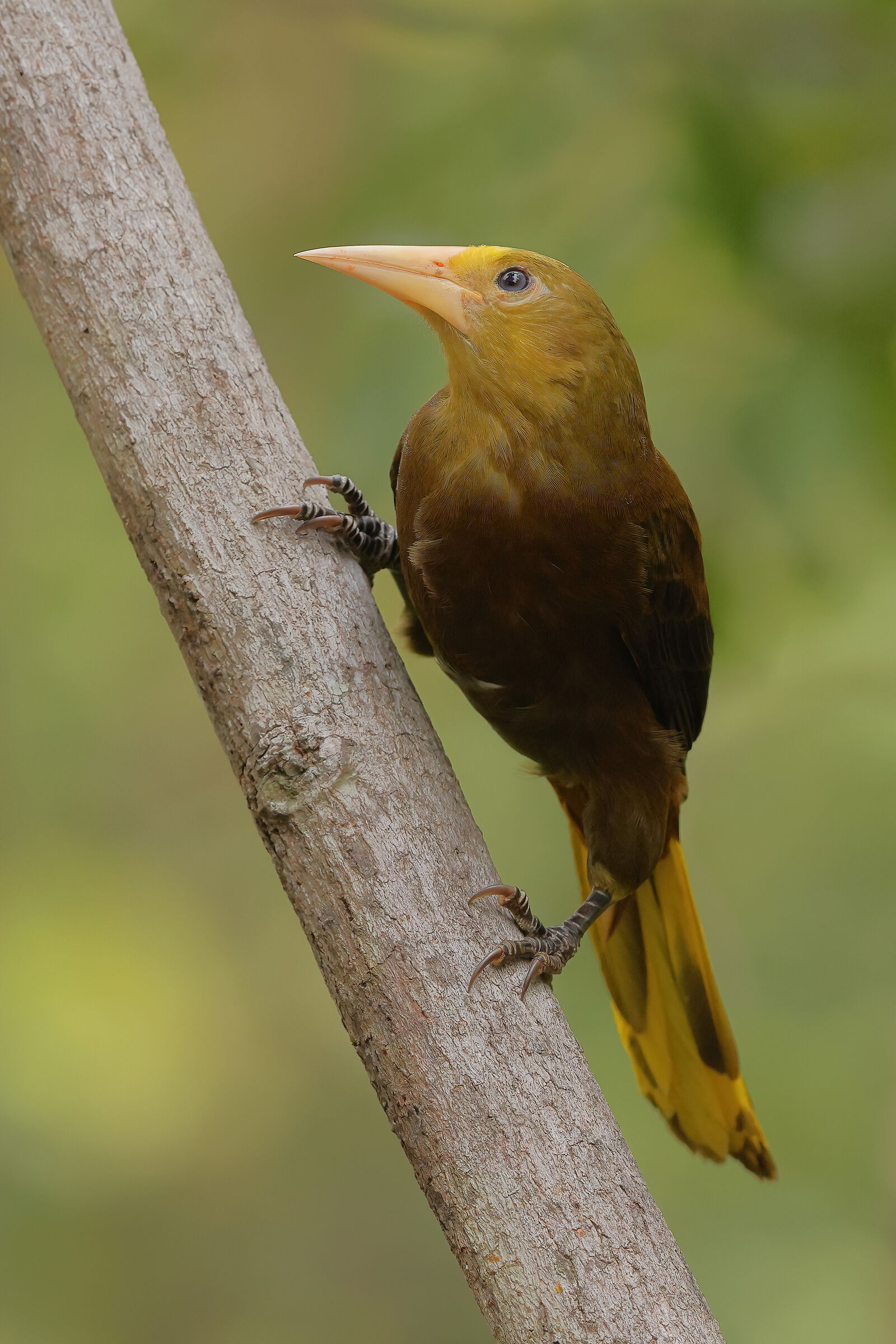Red-backed oropendola
