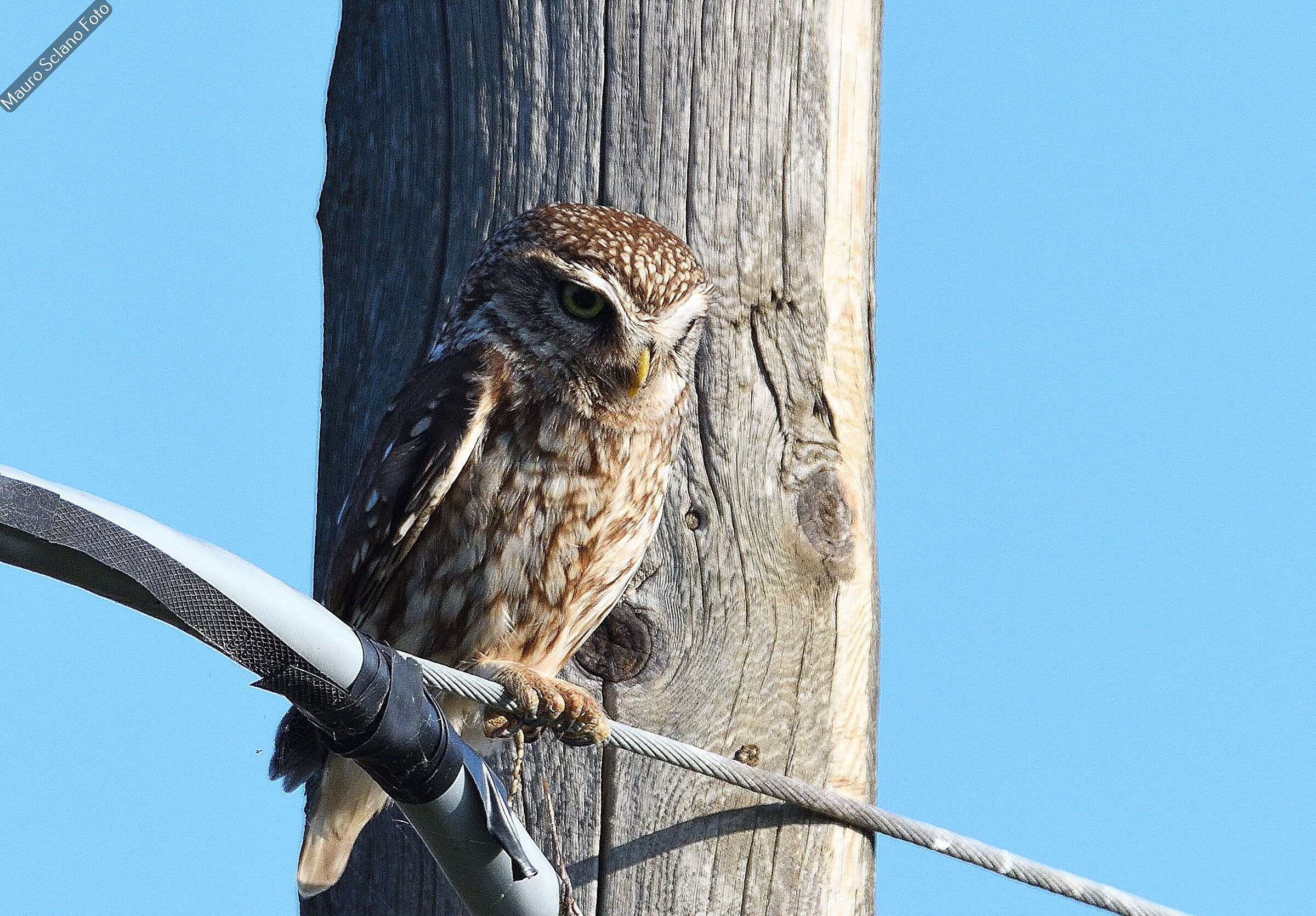 Owl