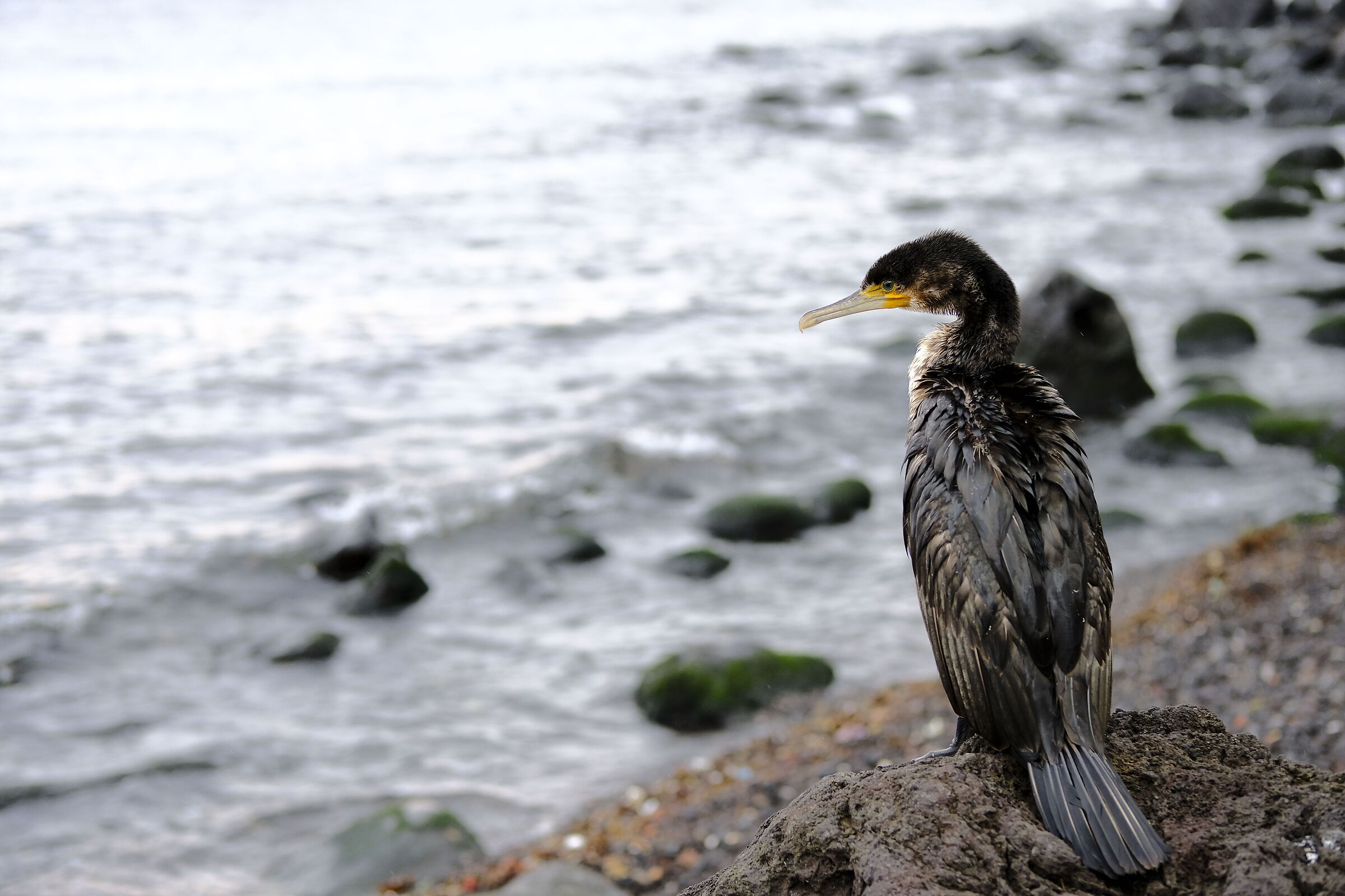 Cormorant