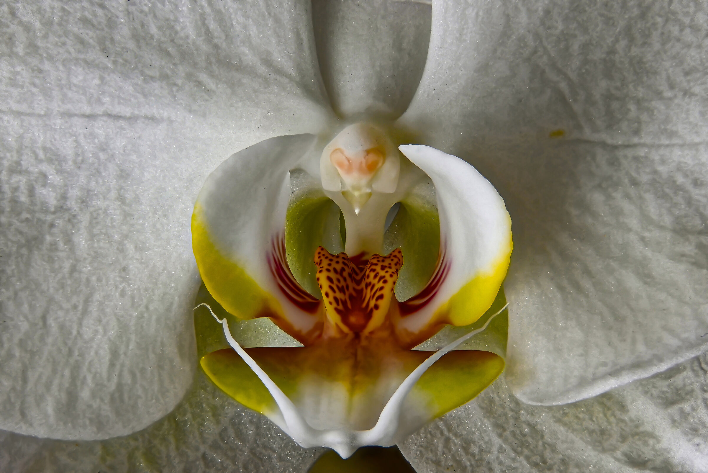 Orchid