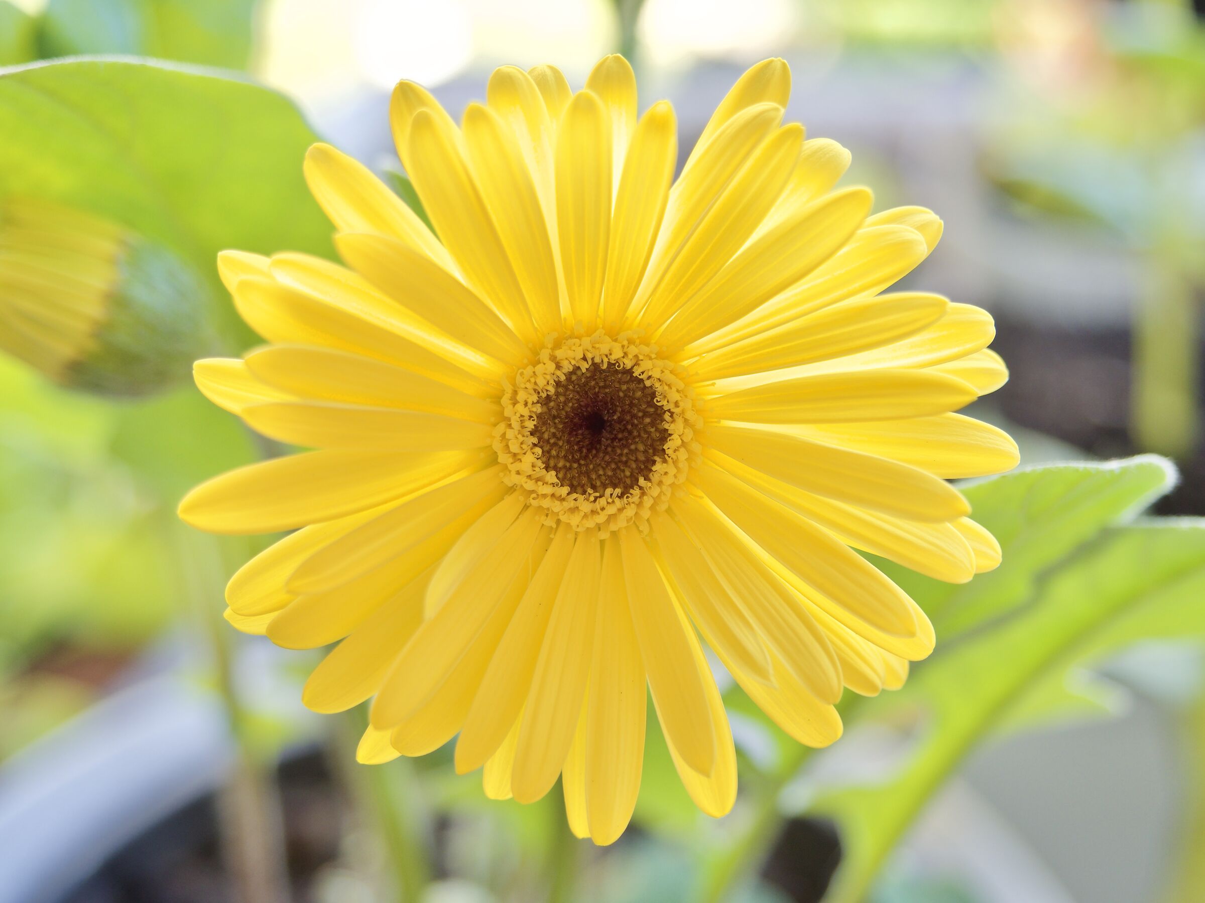 Gerbera Gialla