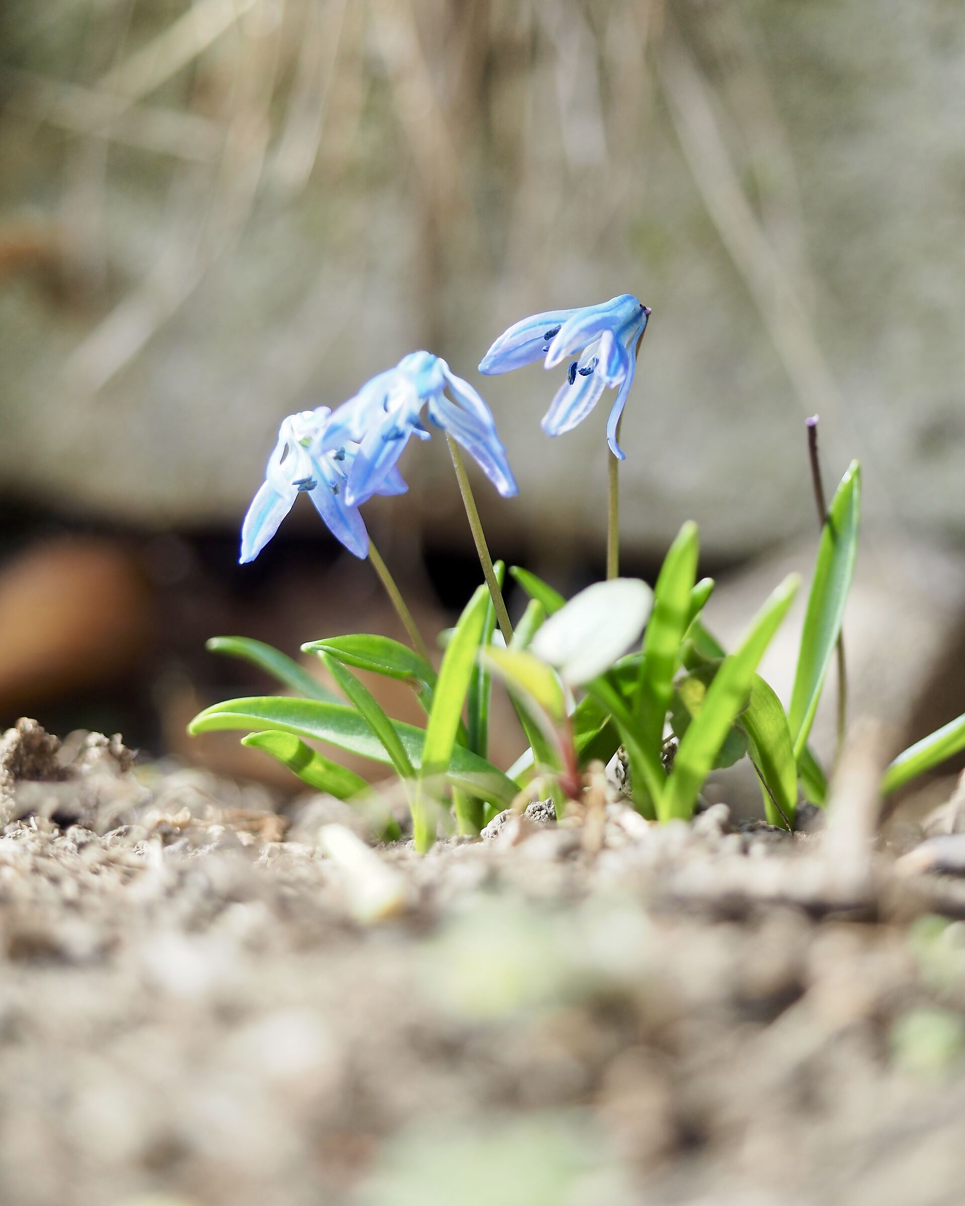 Campanula bucaneve blu