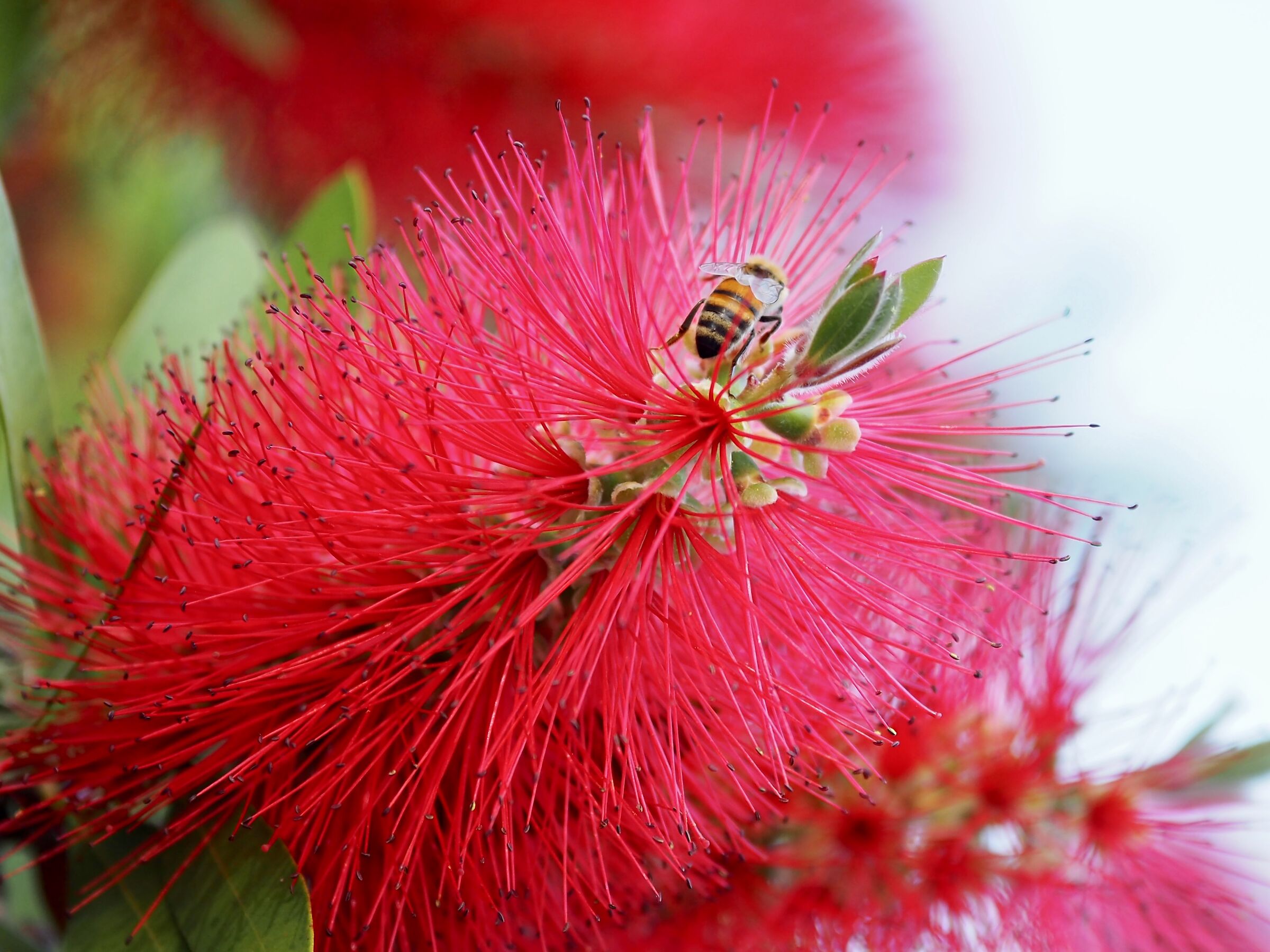 Callistemo con apis mellifera