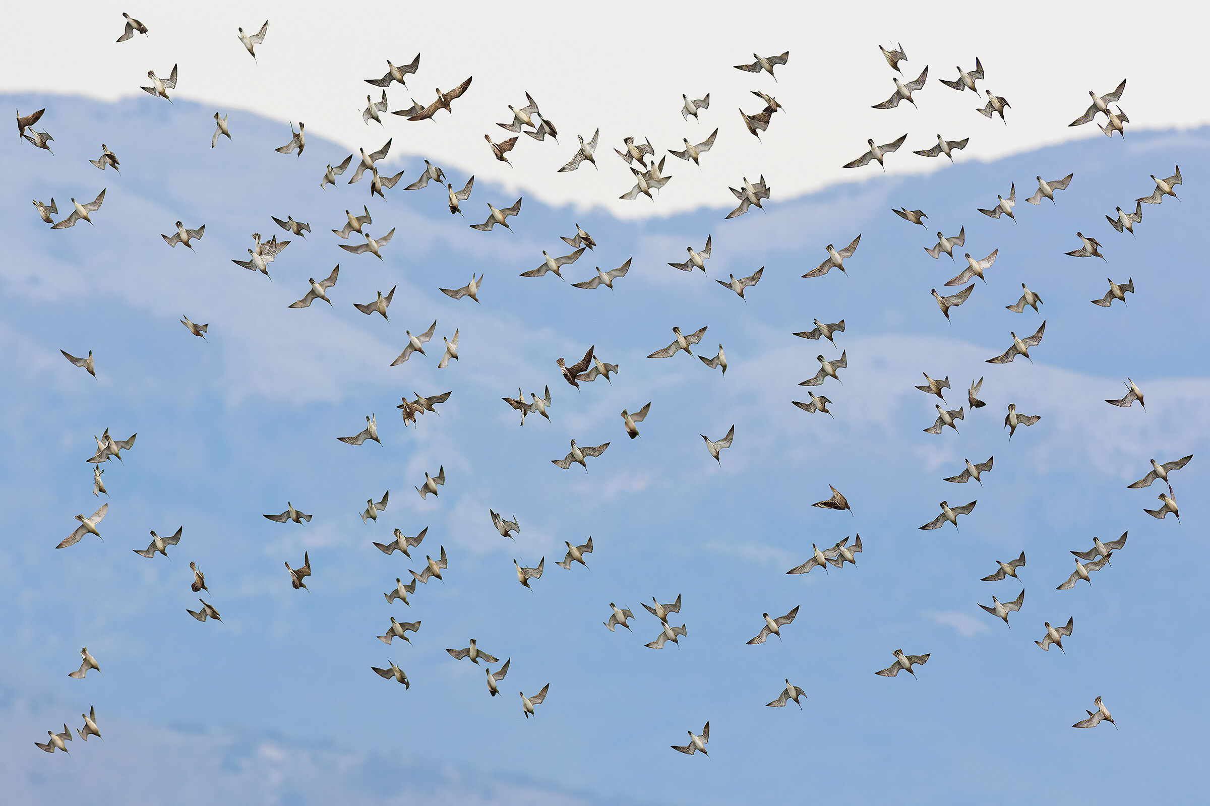 Migrating small curlews