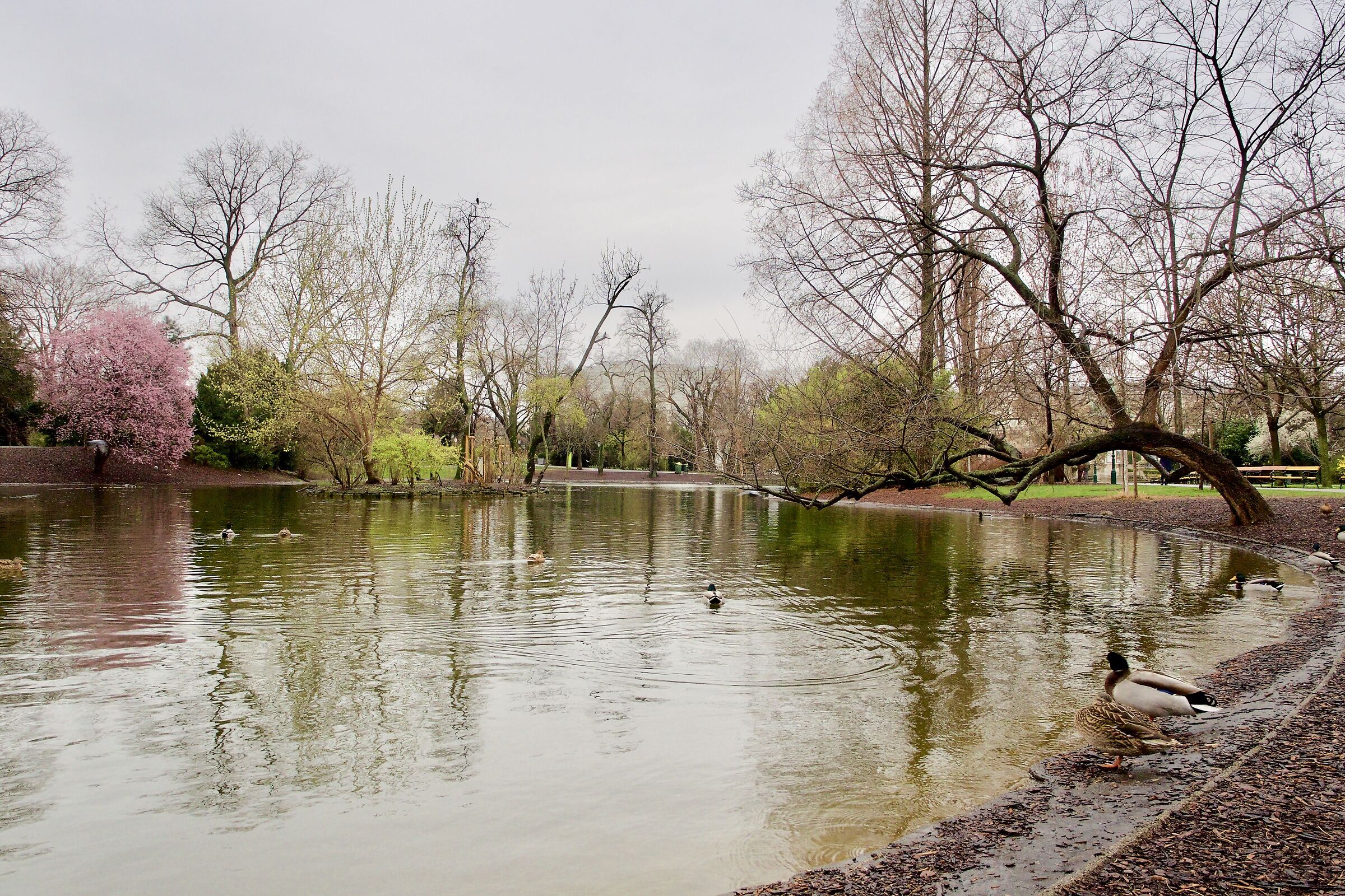 Stadpark, parco cittadino di Vienna d'inverno