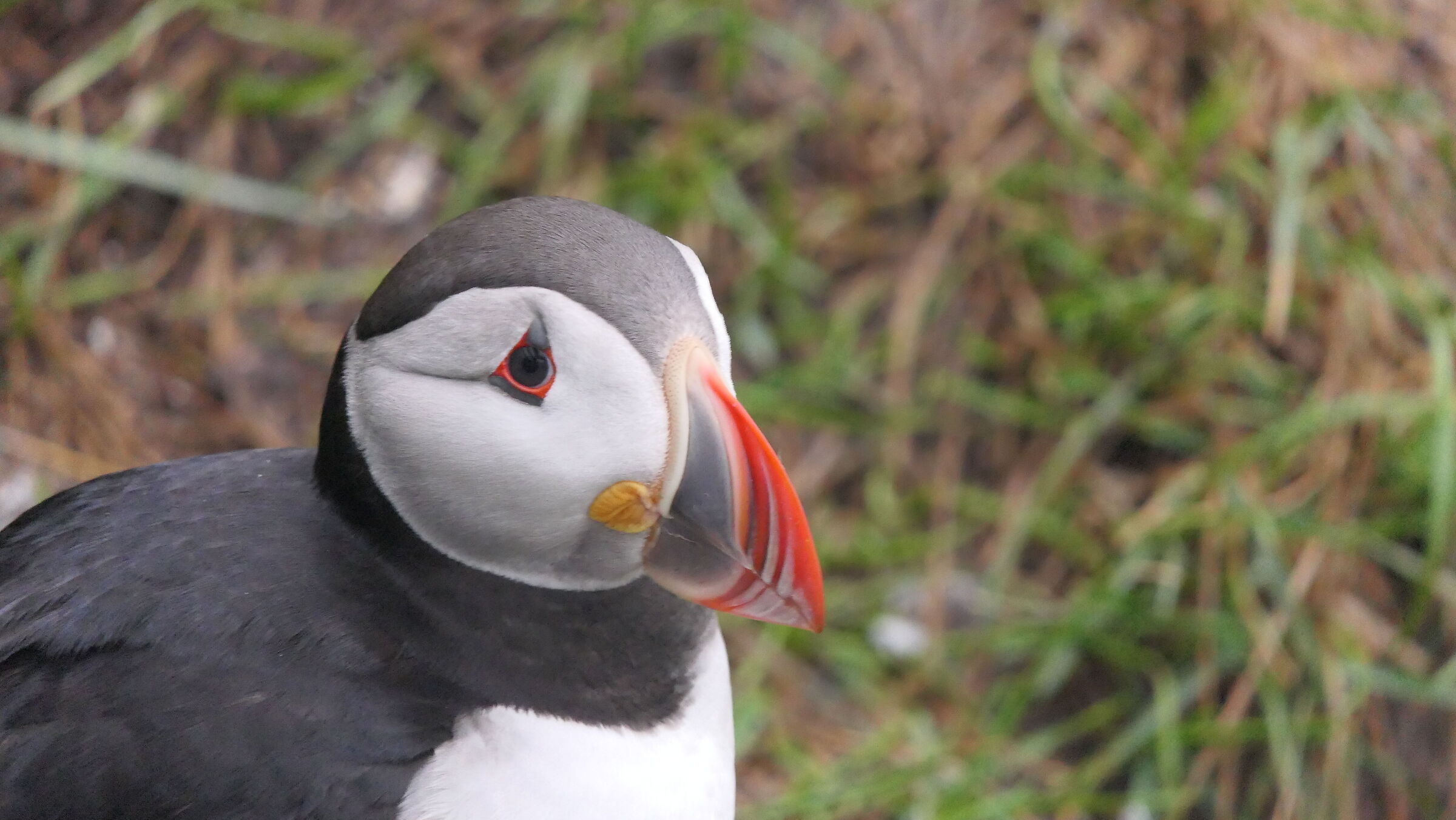 Puffin