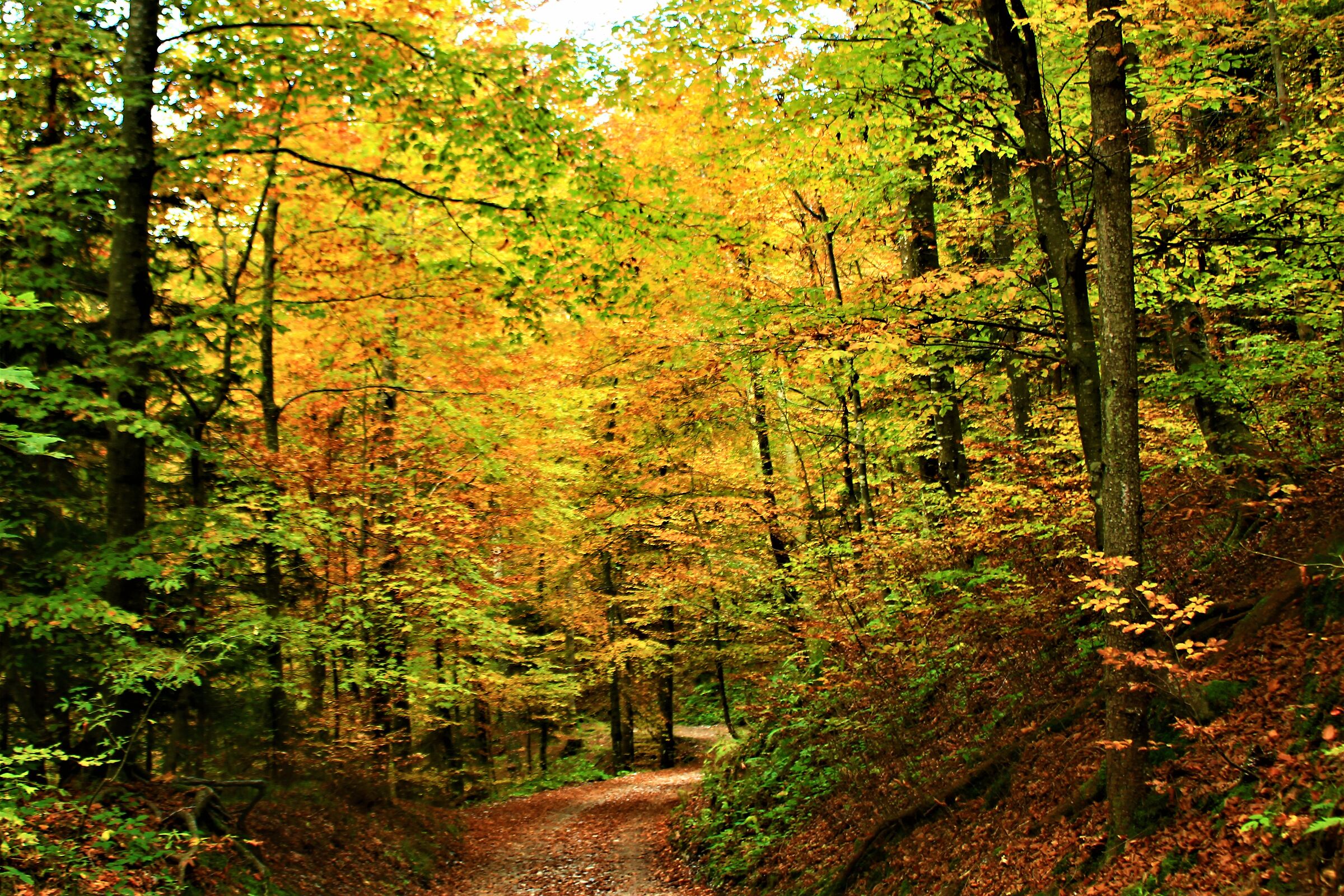 Sun among autumn beech path