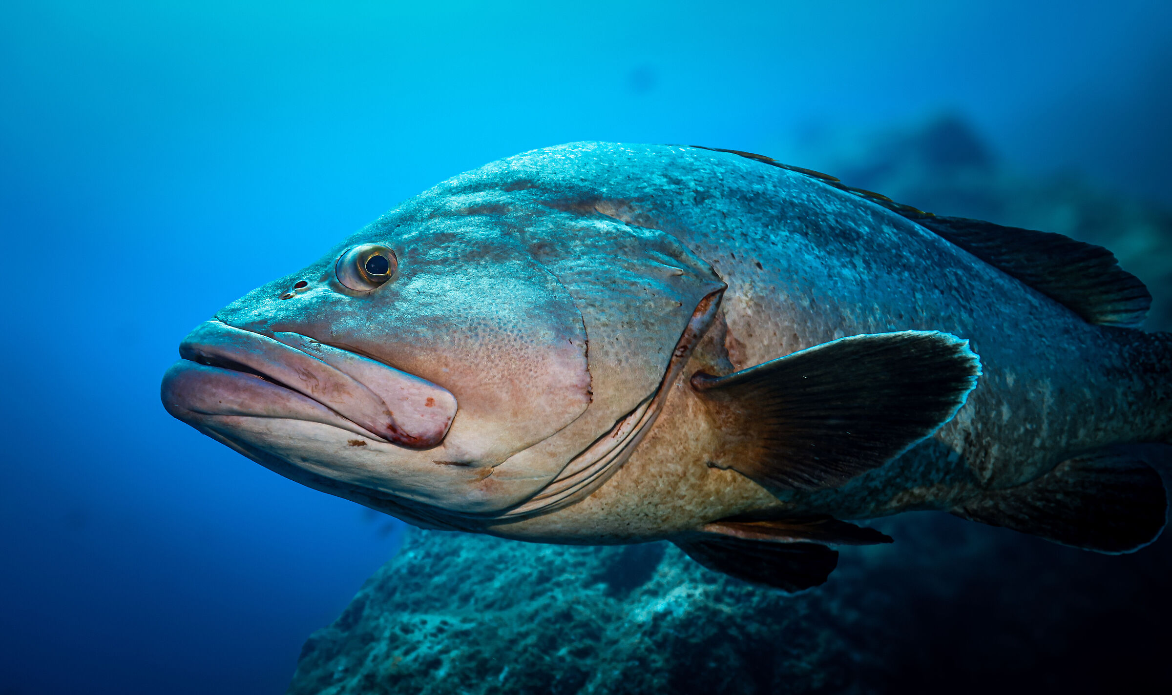 Brown grouper 2