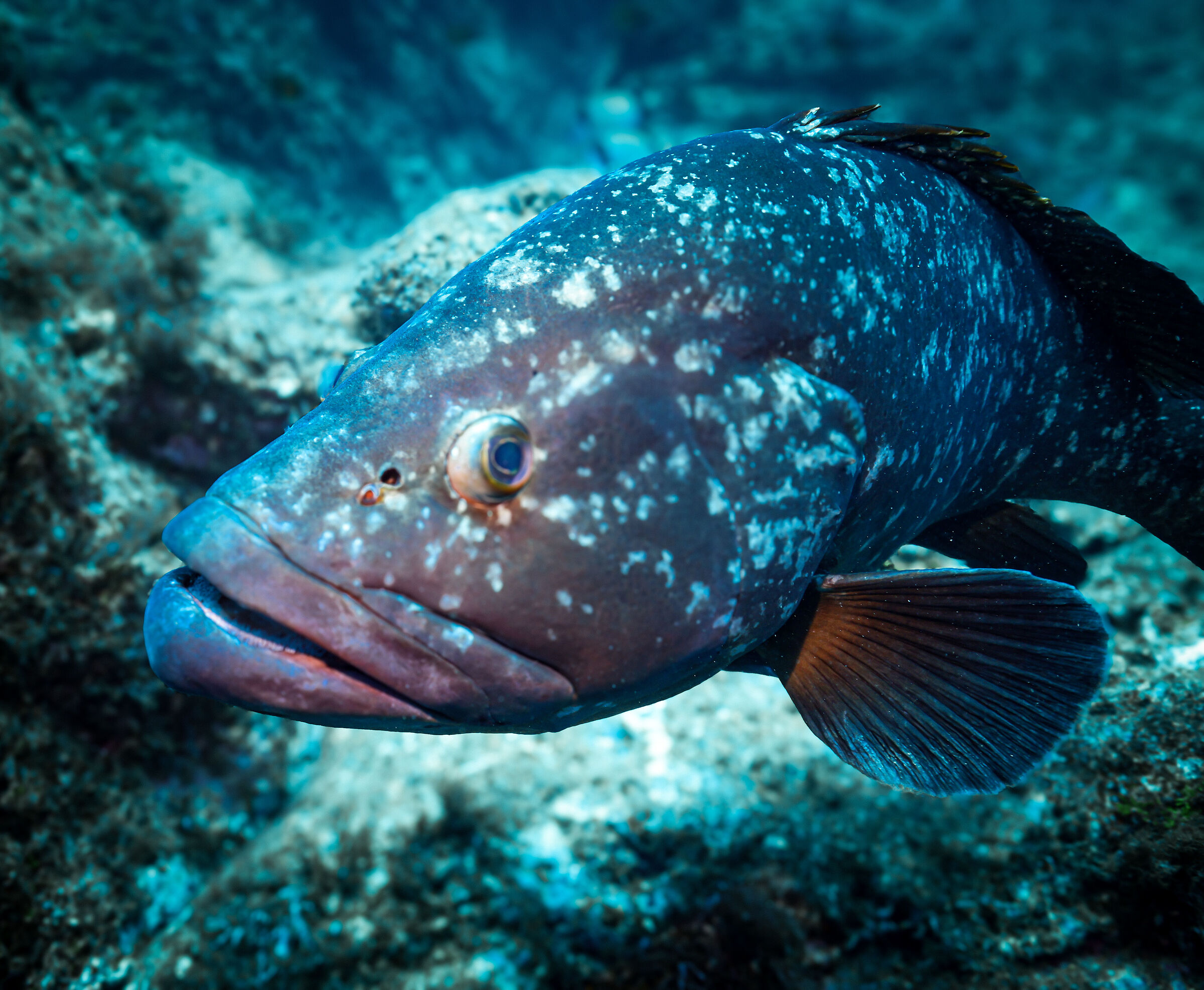 Brown grouper 4