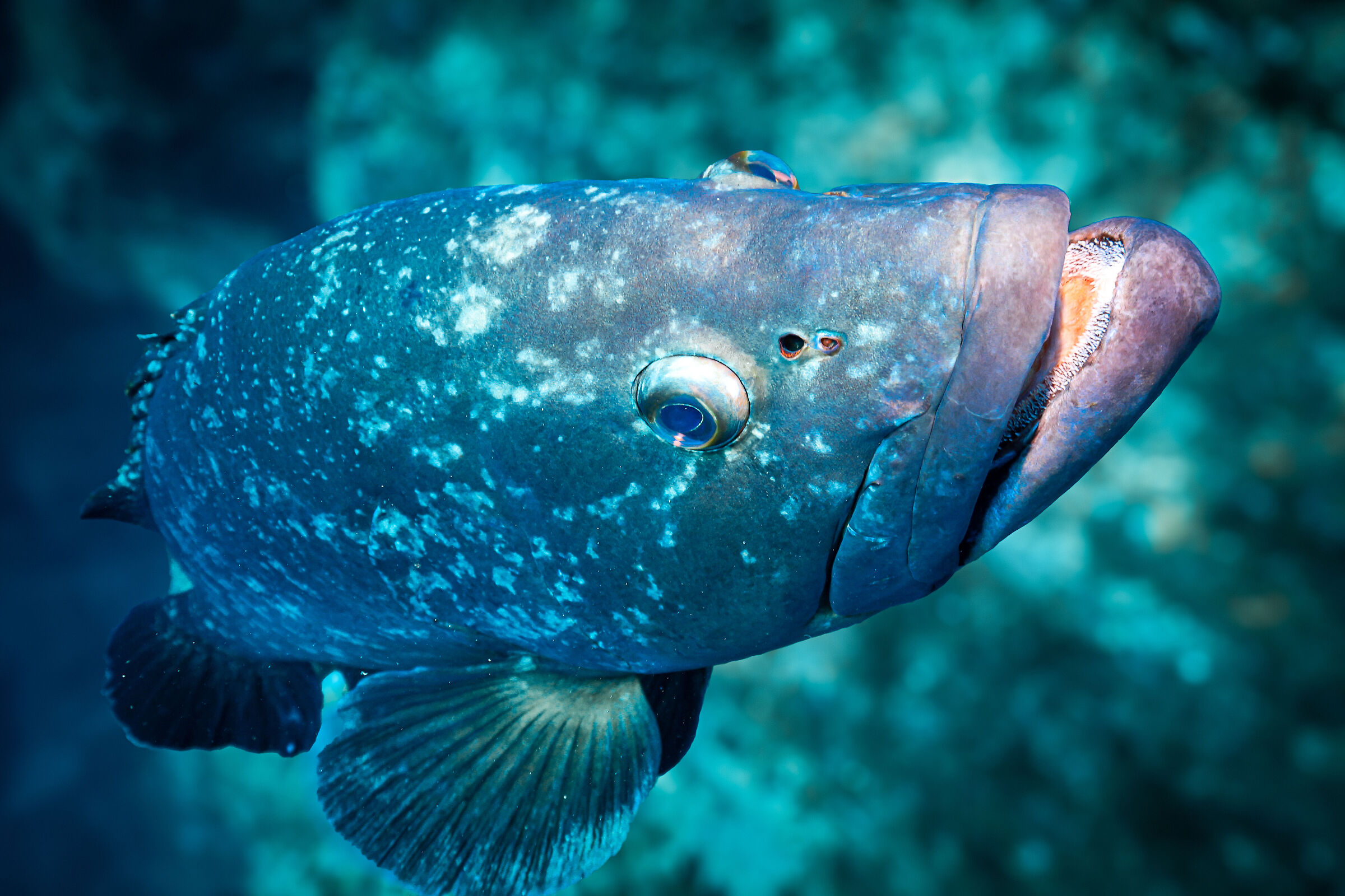 Brown grouper 5