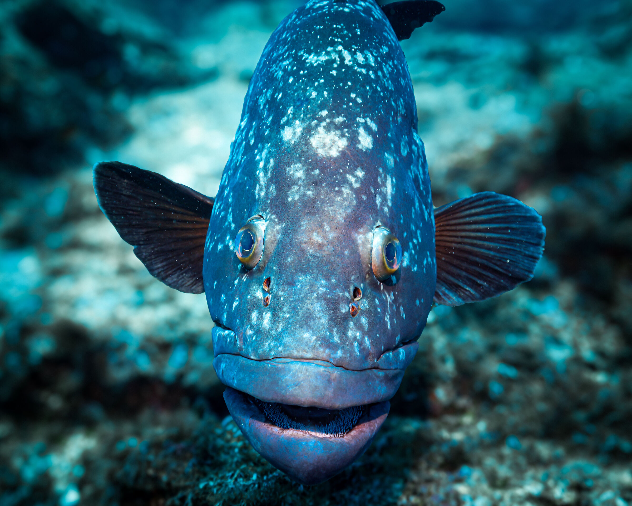 Brown grouper 6