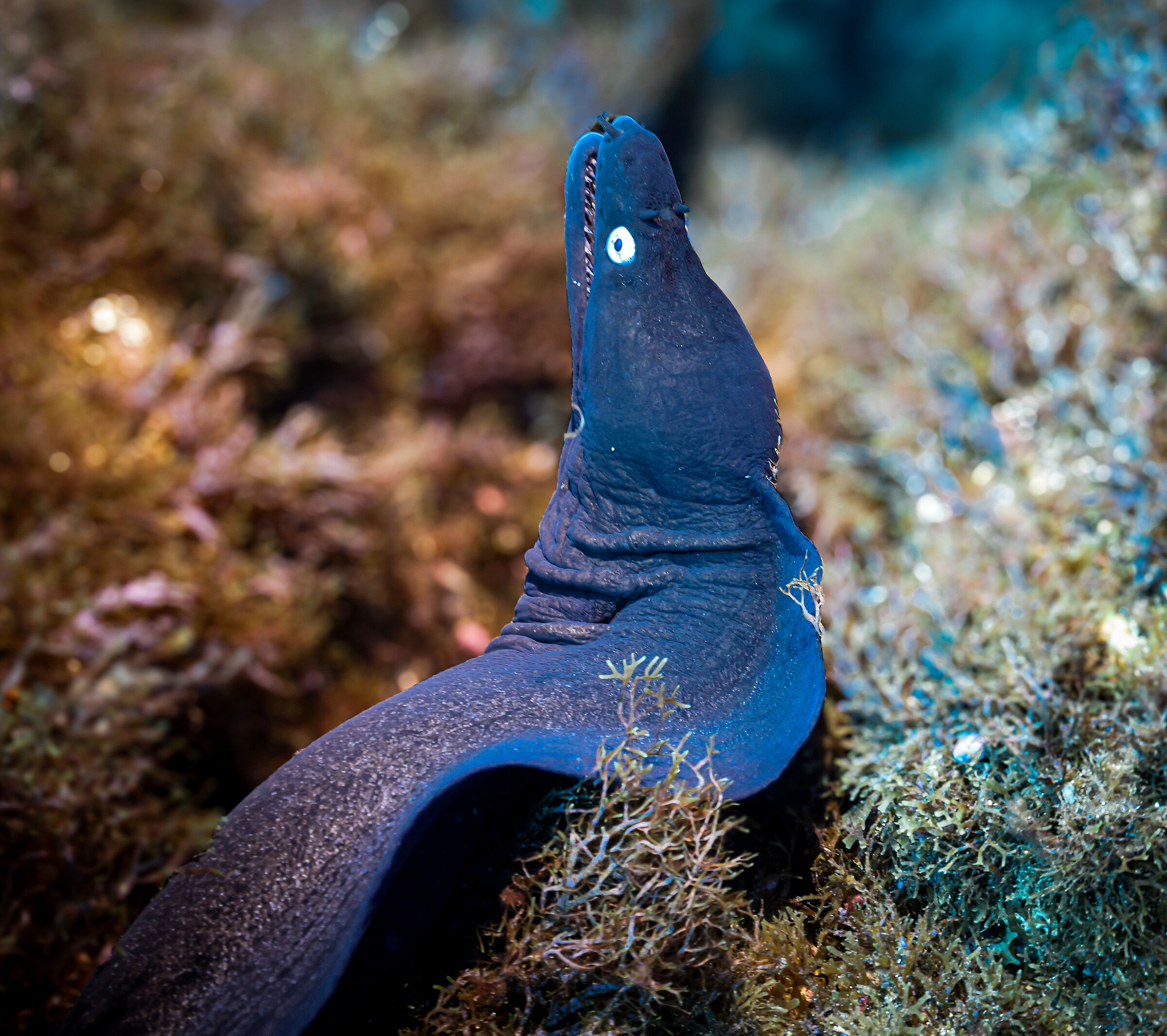 moray eel 2