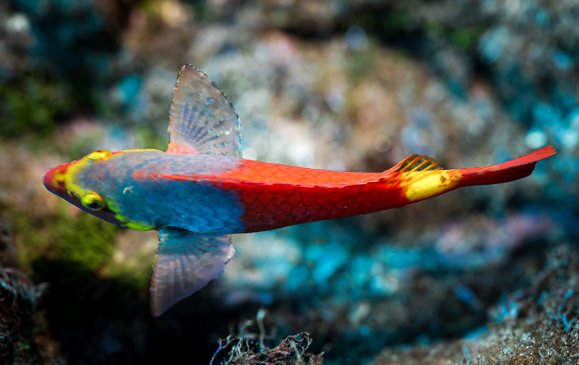 Mediterranean parrotfish 1