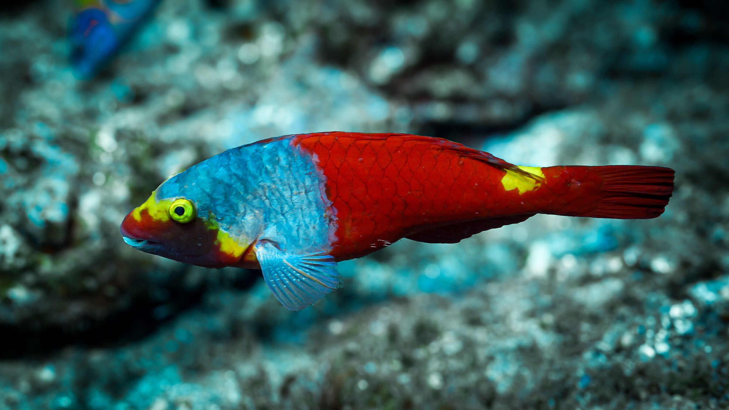 Mediterranean parrotfish 2
