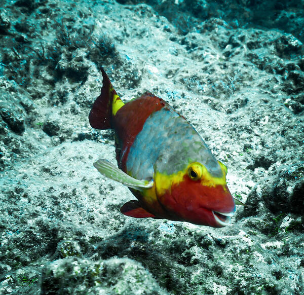 Foto