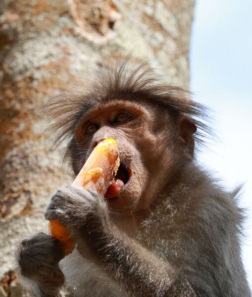 Foto