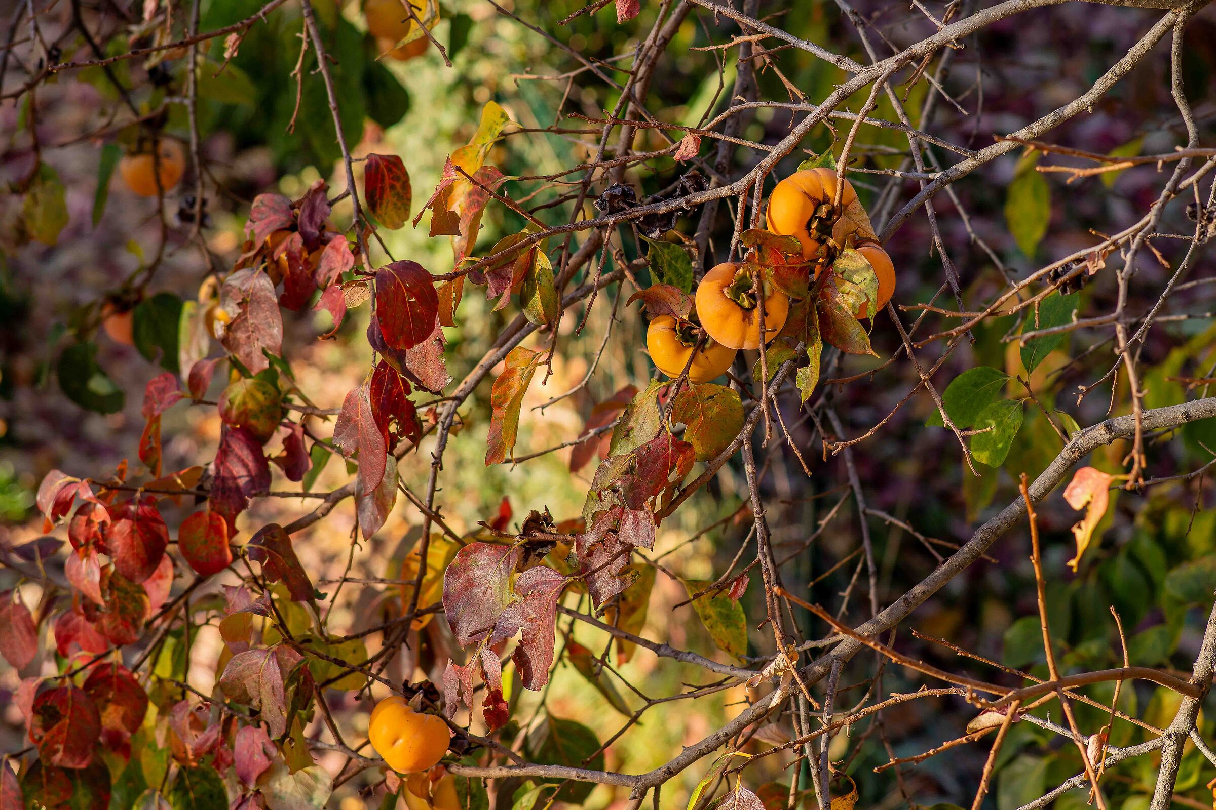 Kaki in autunno