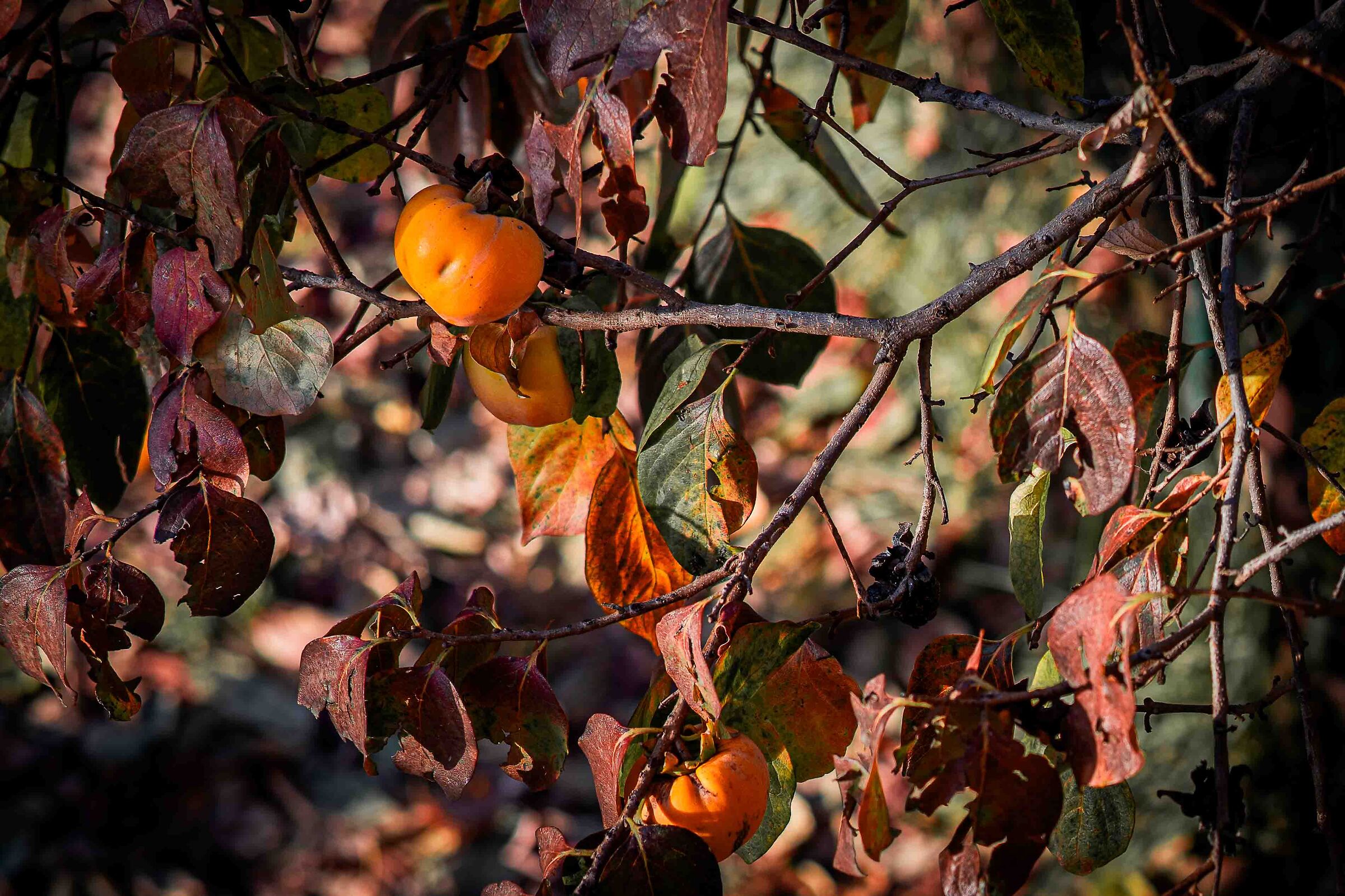 Kaki in autunno