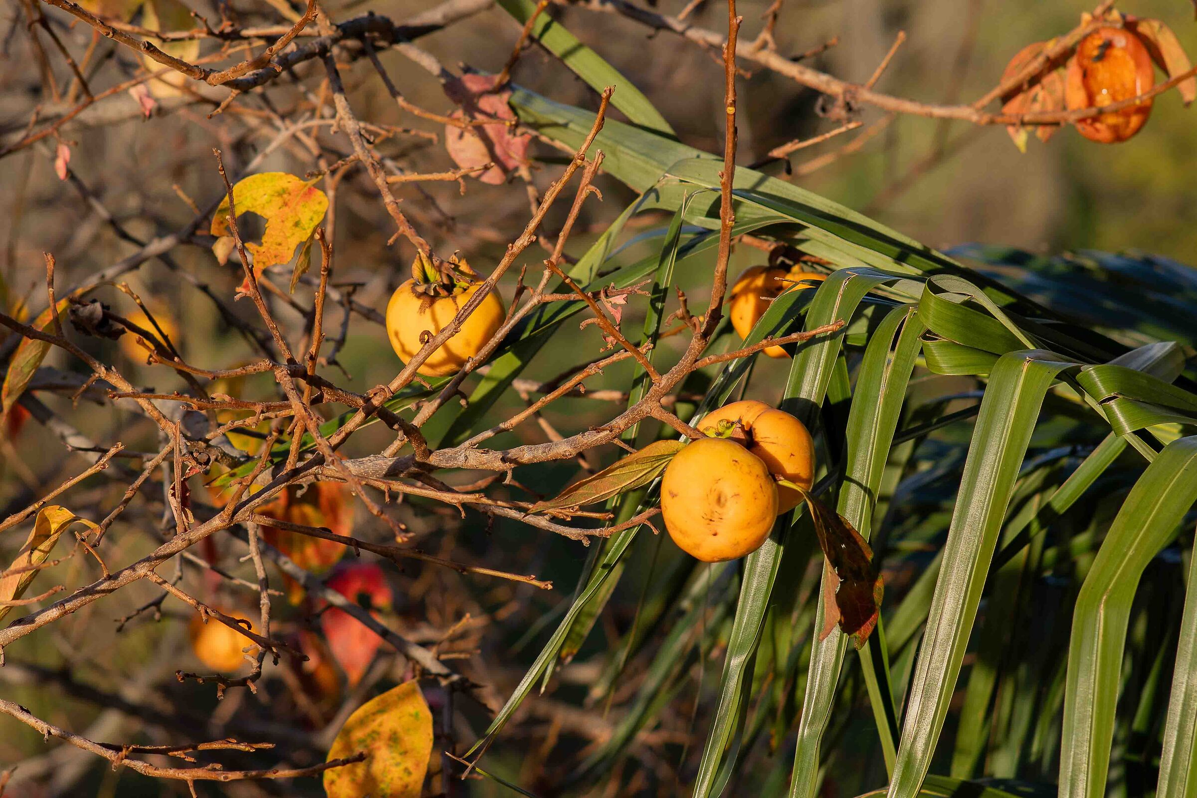 Kaki in autunno con intruso