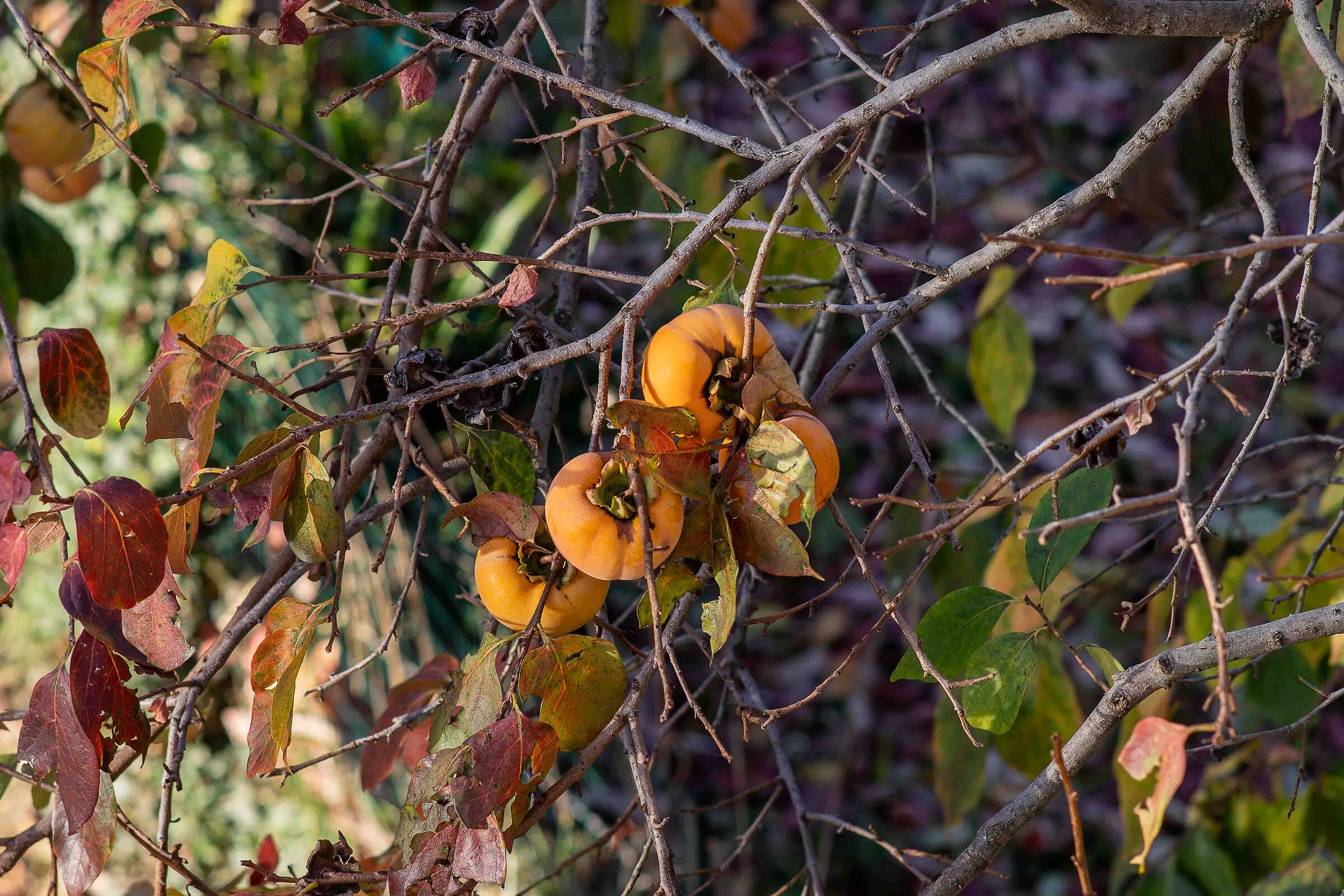Kaki in autunno