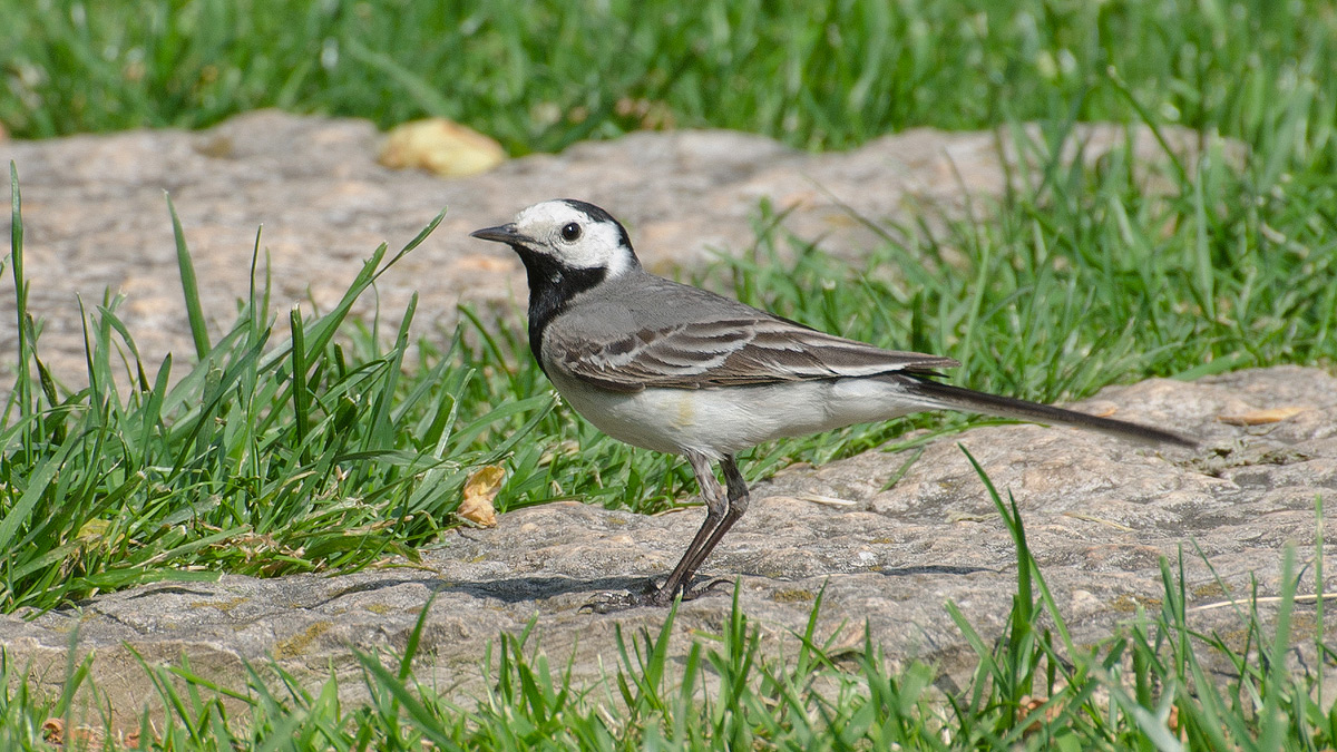 Ballerina a passeggio